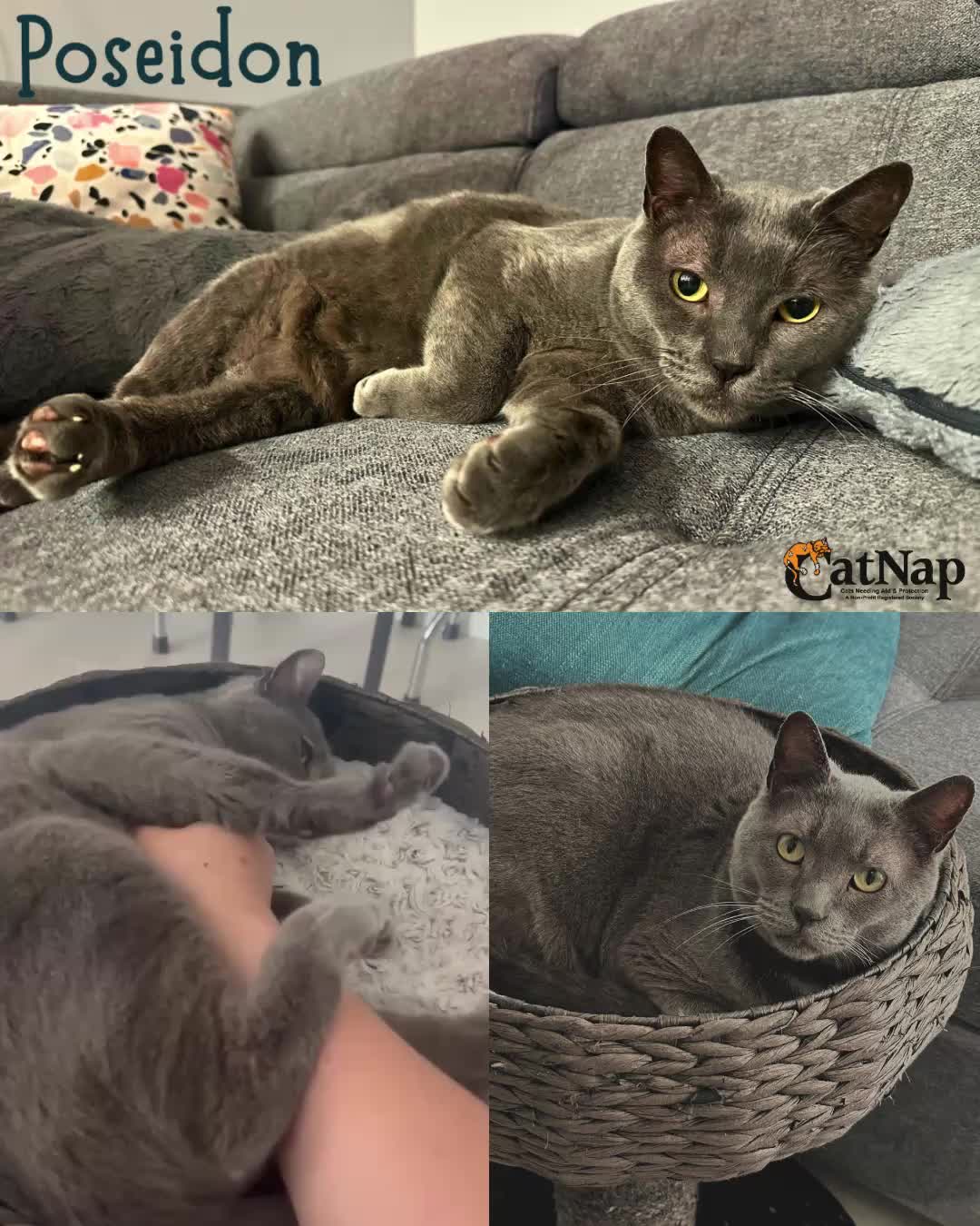 **Posie has returned to foster for a break - please email adoptions@catnapsociety.com to apply for and meet Posie**
Poseidon (aka Posie) is hoping her special person will stop by Bosley's University Village Nanaimo
This special girl wants to be the centre of your world as the only pet in the home. She is looking for a patient cat savvy person who will work with Posie to build her confidence and be rewarded with a gentle biscuit maker.
Read her complete write up in her original post - link in the Adoptable's Highlight.