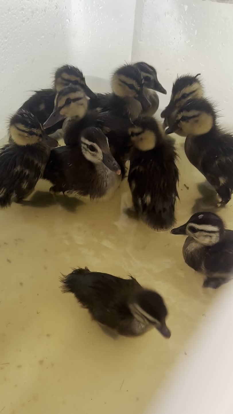 If we had an SOS water park for ducklings, what should we name it? 🤔
#wildliferescue #birdlover #rehabilitation #sarasota