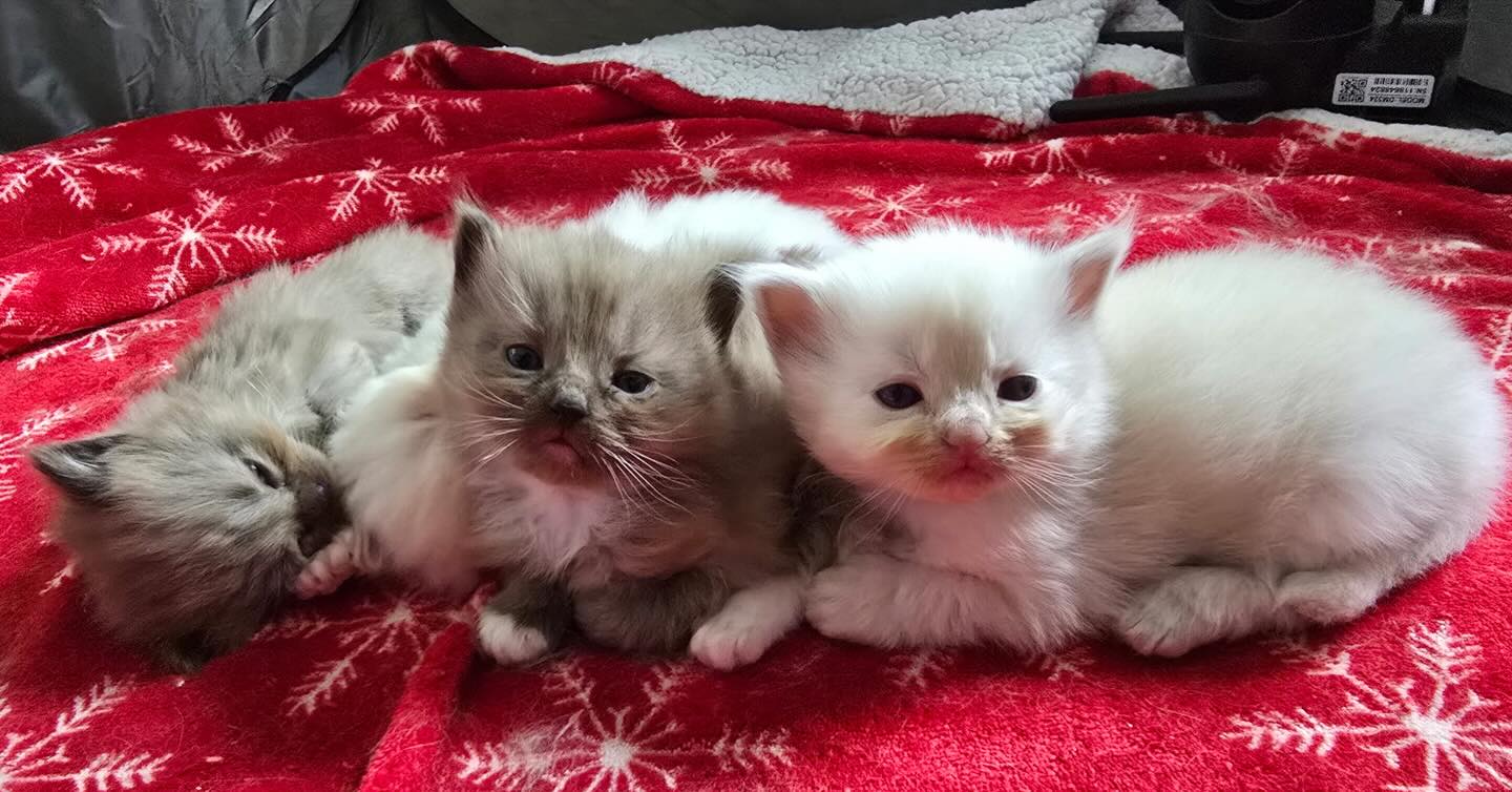 Beyond Adorable. The Light Brown (off white) is a Cinnamon mink which is super rare Ragdoll. 2 Boys Available! Link in bio! They can go to their Furrevor home in the first week of June!
#ragdoll #catlife #kitten #catsofinstagram cats