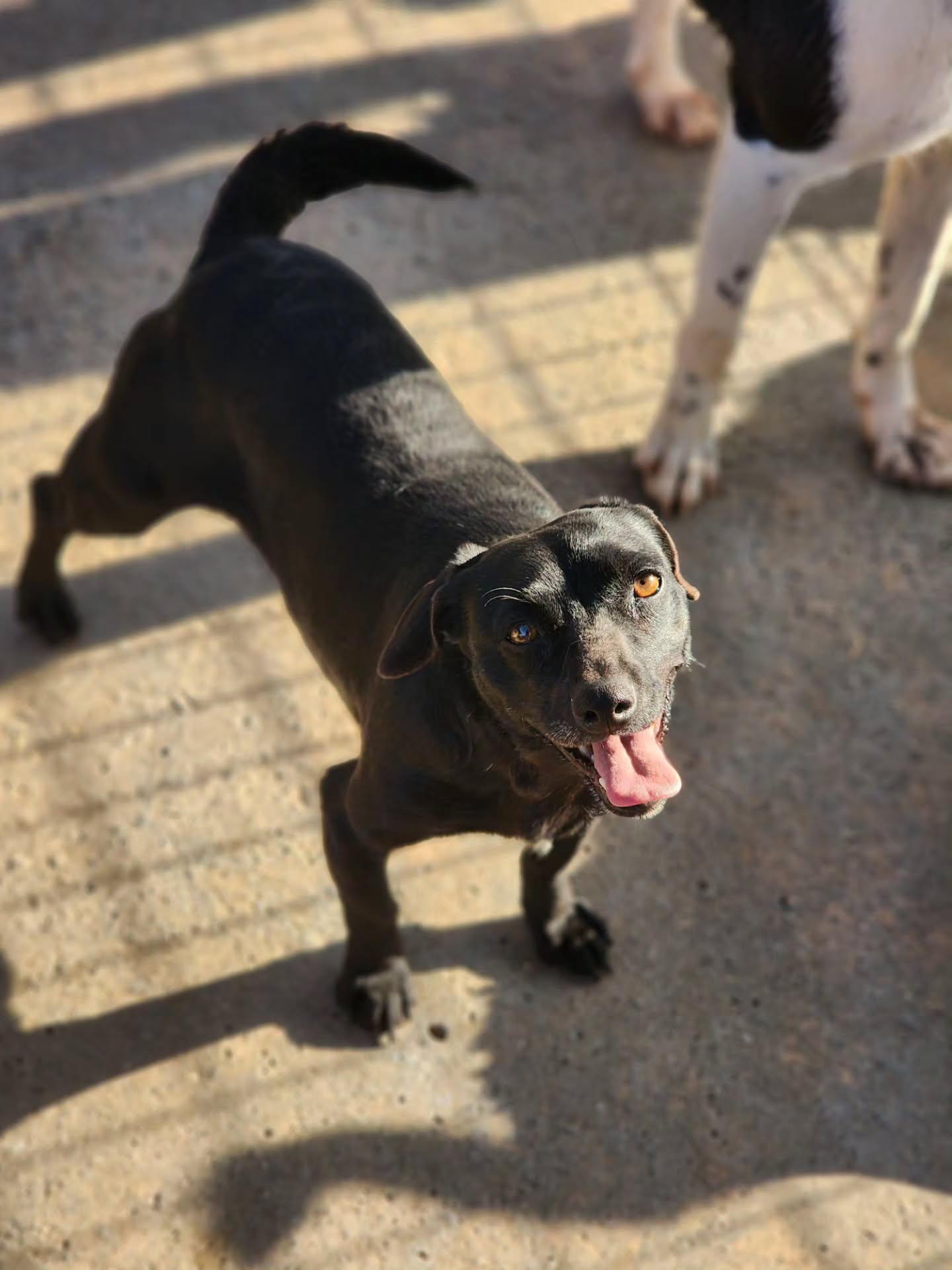 Nancy may have a crooked head, but she doesn't see herself as broken. She wakes up every day ready to wag her tail, ready to trust, ready to love someone with her whole heart ❤️
Could you be that someone to offer her the unconditional love she so deserves?
Find out more anout Nancy on our website: www.melezdogrescue.com/nancy