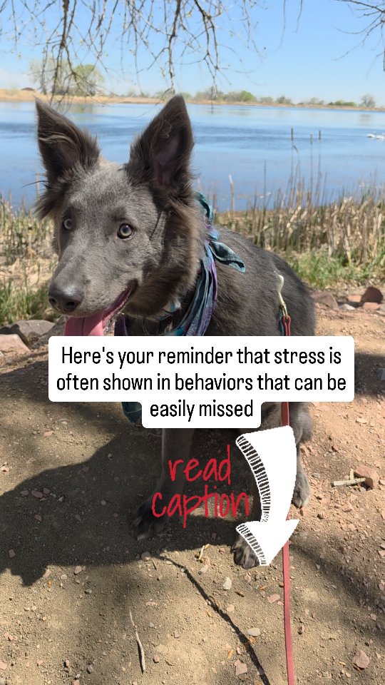 🐾 **Wellness Wednesday** 🐾
Not all stress looks like barking or chaos. In the video a dog passing us was barking and lunging at Rasta. She handled it very well, but showed some tell tale signs that it caused her some stress.
Sometimes stress looks like:
👅 Lip licking
😴 Sudden yawning
🐾 Pacing or inability to settle
👀 Avoiding eye contact
🐶 Environmental scanning
🐾 Panting when they're not hot
Dogs are constantly communicating how they feel—we just have to know what to look for.
When we notice the *small* signs, we can step in before they turn into big behaviors.
Today’s reminder: listen to the whispers, not just the shouts. 🧡
Have you noticed any of these in your dog?