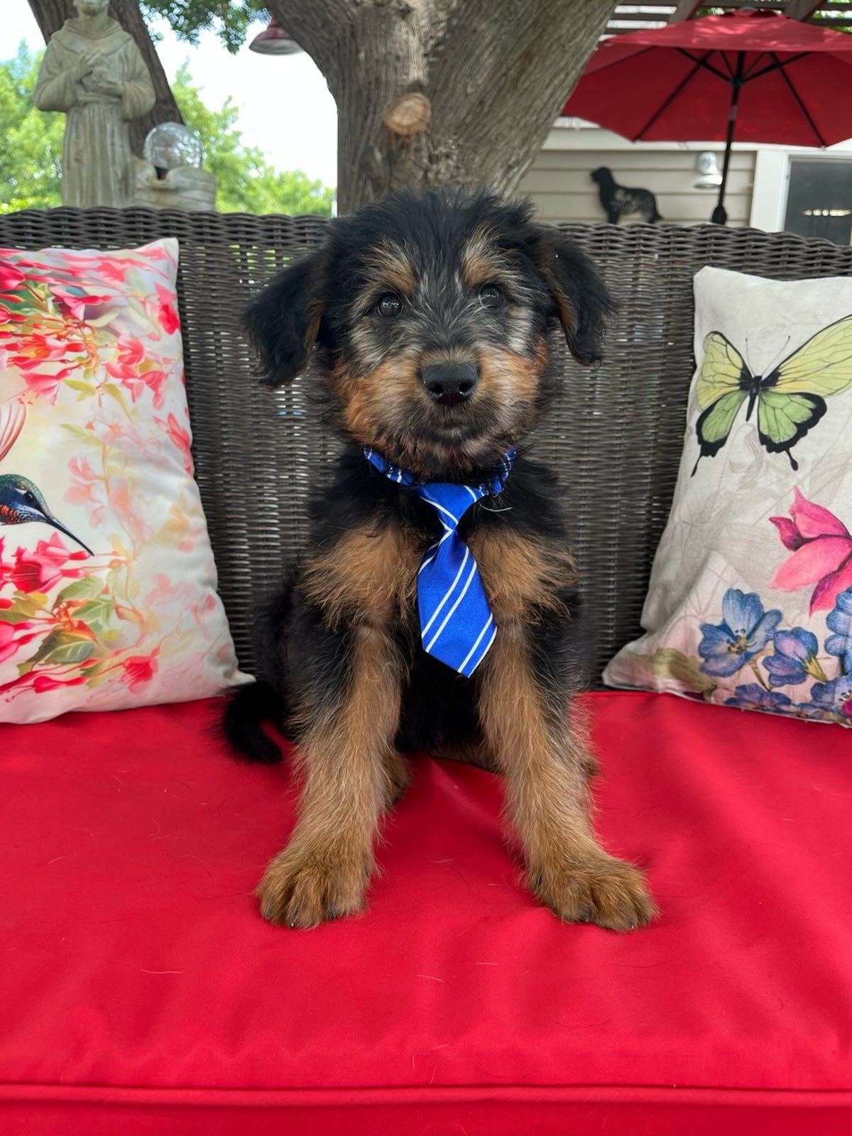 This is Wilson. He is a Goldendoodle - Shepherd mix. His DOB is 2/13/26. He came in with his brother and sister. He has a playful personality.