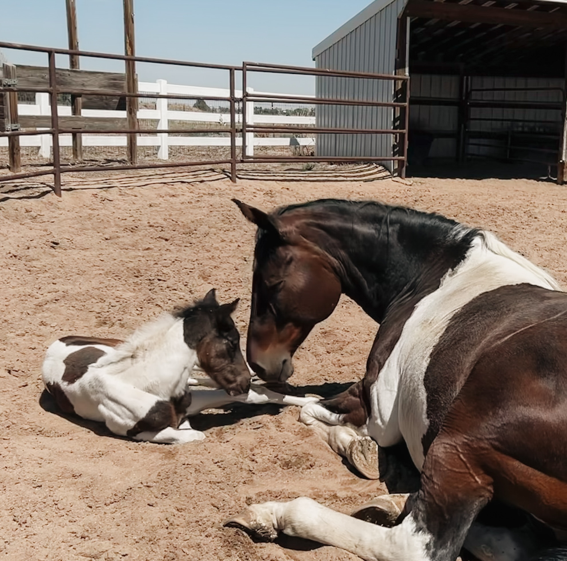 Watching Acorn be a Mom over the last three weeks has been so heart warming. Little Dolphin has been coming out of his shell and she’s keeping up with all of his antics with grace 🐬💙 #newmom #horses #northerncolorado