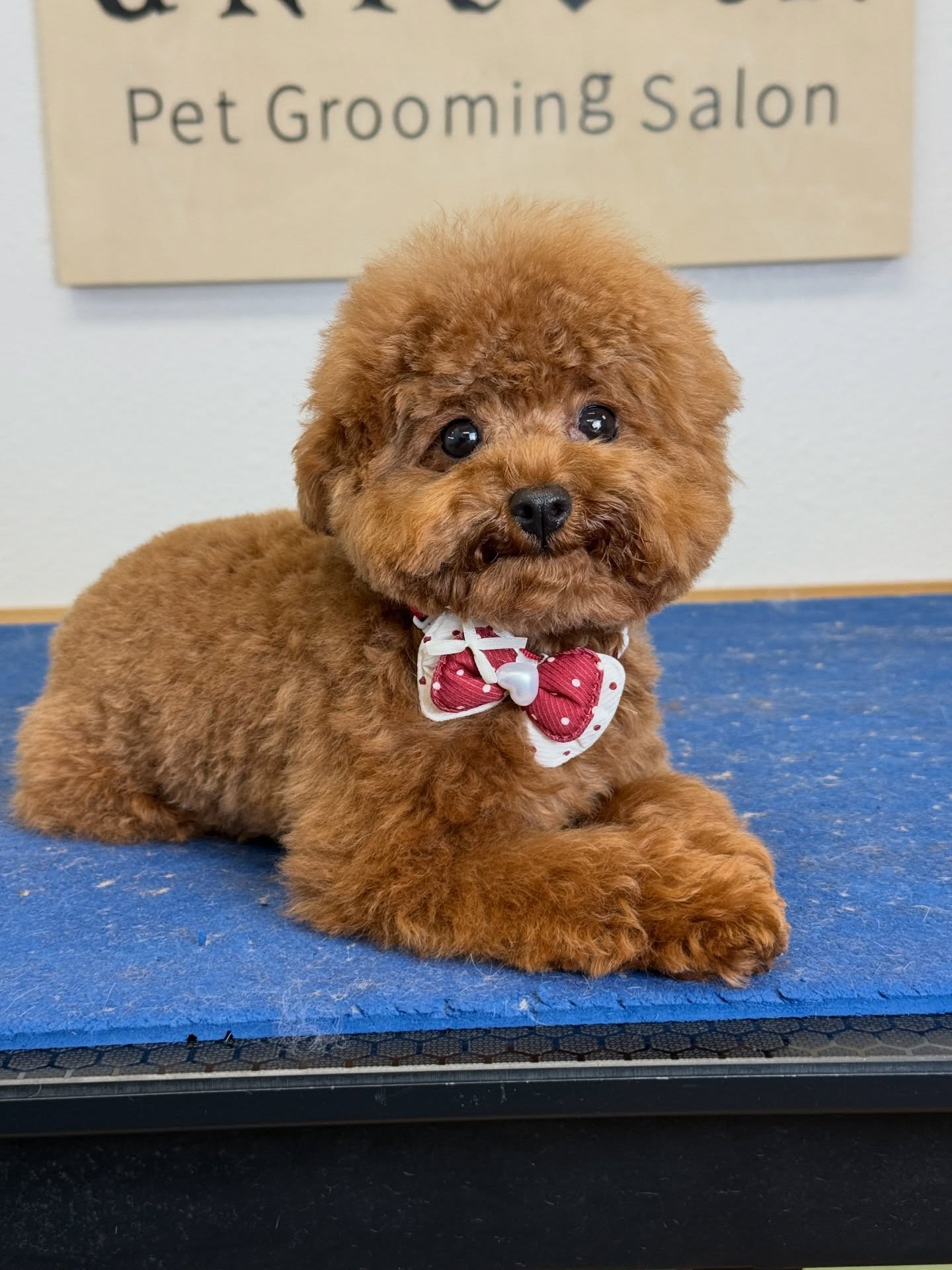 Luxury grooming for pets who deserve nothing but the best. 🌟
From stylish trims to gentle care, we ensure every detail is perfect.
📍 18582 Beach Blvd STE 8C, Huntington Beach, CA 92648
📞 Call/Text: 949-508-9155
✨ Don’t wait—click the link in our bio to schedule your pet’s luxury grooming experience!
💻 https://www.unicornpetsalon.com/meetus