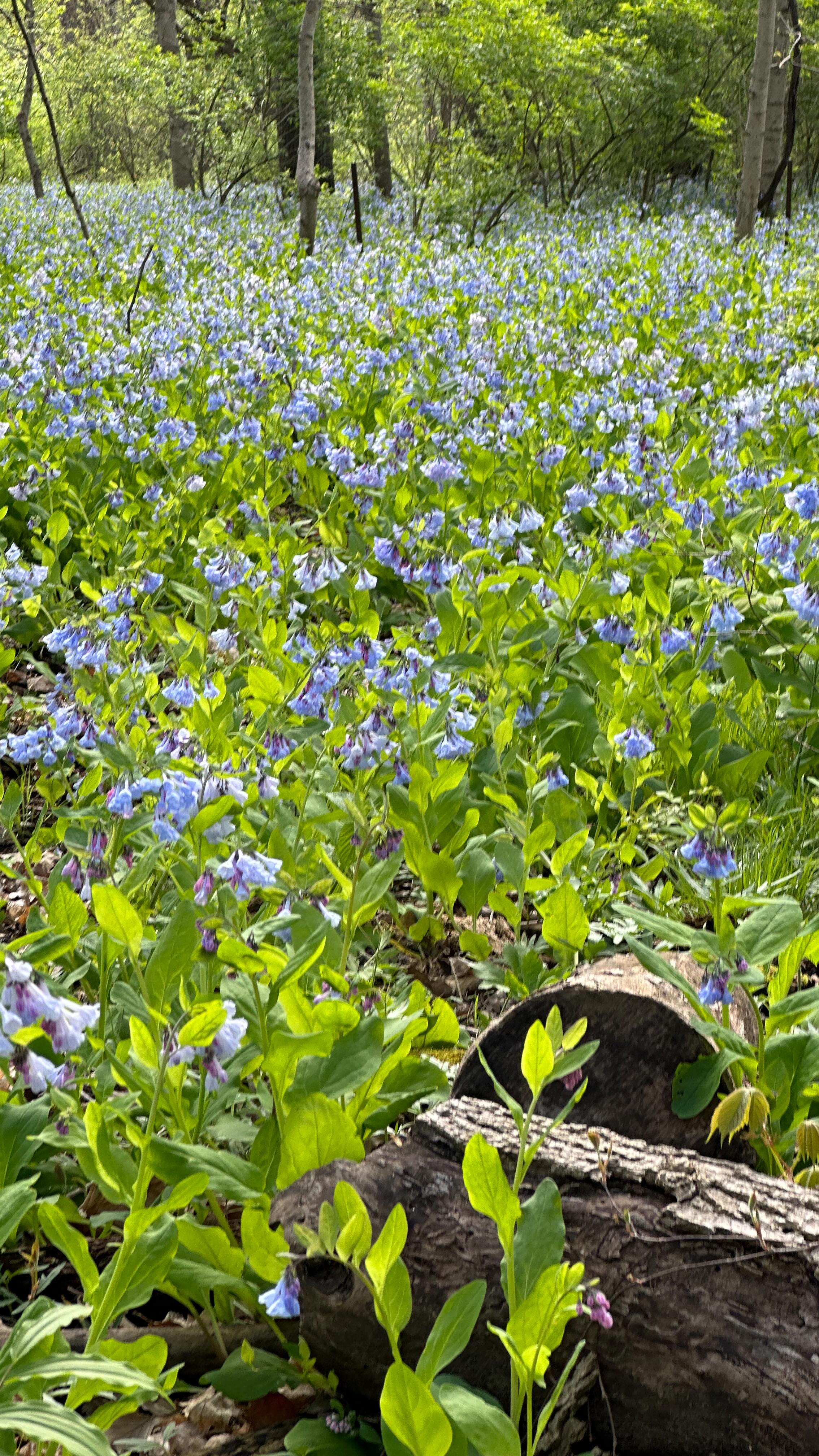 The bluebells are HERE! We hiked Illinois Canyon yesterday and the Virginia bluebells are popping off right now. They start as pink buds, open into bright blue flowers, and completely transform the canyon floor. But they only last about 10 to 14 days before they disappear, so the window is short!
Peak bloom is expected now through May 3. They came in a little early this year thanks to warm temps and steady rain. If you’ve been waiting for the right time to go, this is it.
Save this for your trip. Here’s what to know:
📍 Illinois Canyon Trail, Starved Rock State Park
🅿️ The Illinois Canyon lot is small and fills up fast on weekends. Get there early.
📸 Best light for photos is mid morning or late afternoon.
🌸 Stay on the trail. These flowers are fragile and support early season pollinators.
🥾Be prepared for muddy trails by wearing boots.