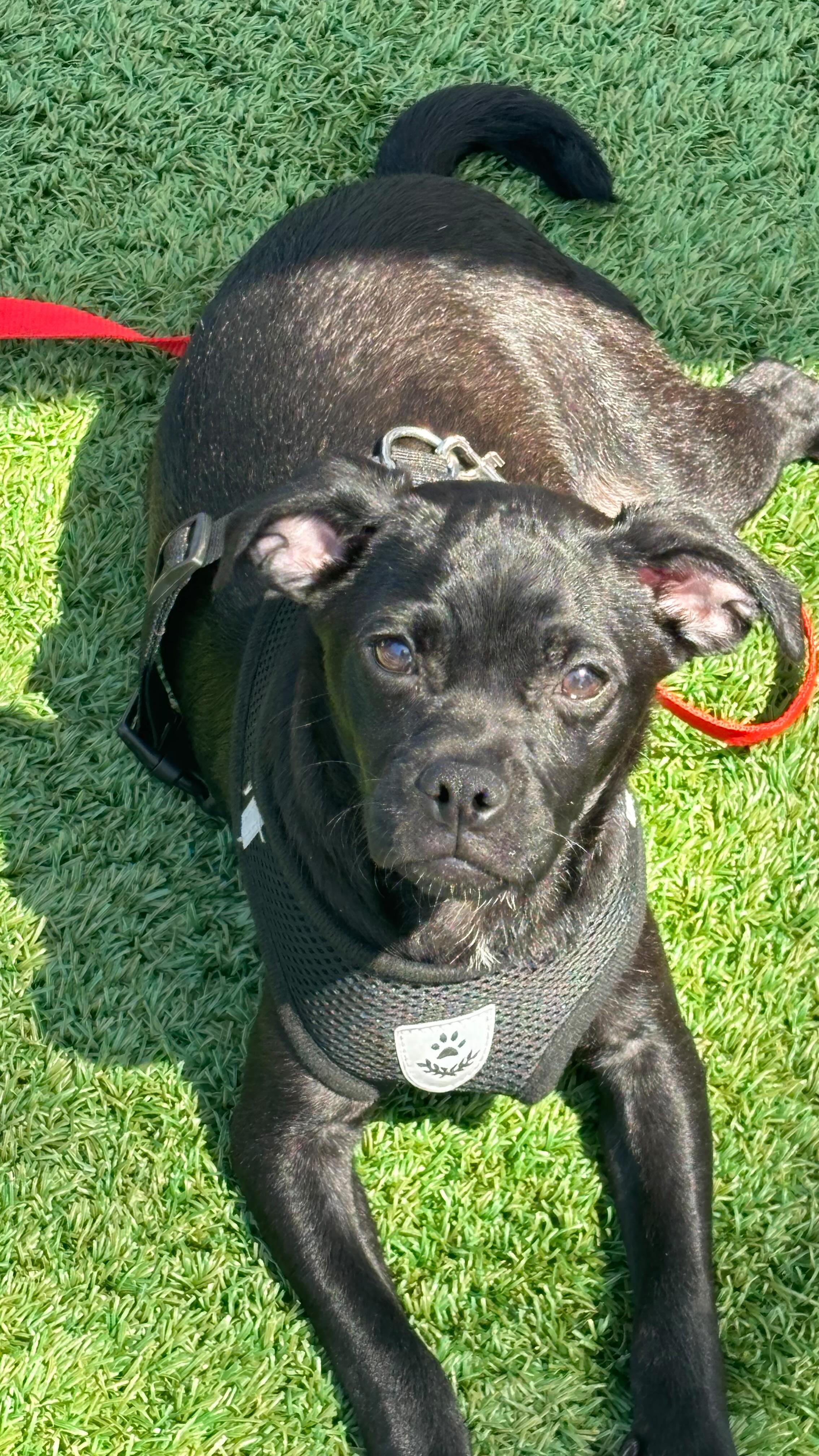 Our sweet 6 month old pug mix Hudson is soooo ready for his Forever Home.
He is a small breed pup who loves people, other dogs and children. He's got the cutest little underbite, is very well socialized and leash trained. He's doing great on his potty training & has SO much love to give! He's got a very gentle disposition, is a great cuddler & is such a happy boy. β₯οΈβ₯οΈβ₯οΈ
Submit an application to meet our special boy at: www.almarescue.org
#puglovers #adoptdontshop #smalldogsrock #rescuedisourfavoritebreed #almarescue