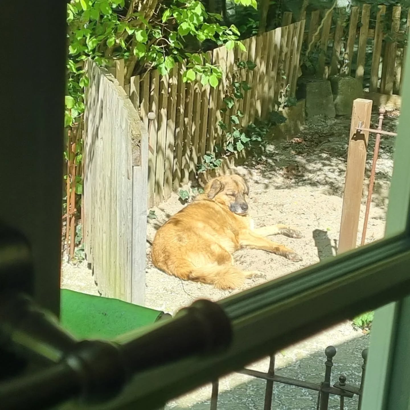 Neues Süssnasenbild... wenn ich aus dem Küchenfenster sehe 🫠 Sonnenbaden in seiner Sandkiste ☀️