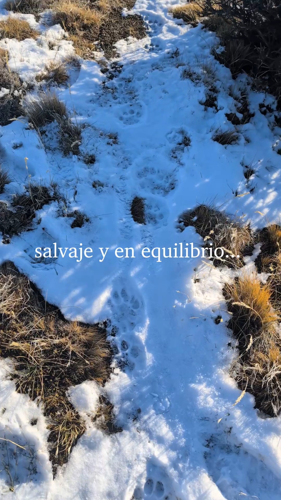 Hoy es el Día de la Tierra 🌎✨
Y mientras el mundo se detiene a celebrarla, en la Patagonia la Tierra sigue su ritmo: el viento cruza la estepa, los guanacos recorren las laderas, los pumas se mueven entre las sombras y los perros protectores acompañan al rebaño.
La Tierra no pide que la salvemos. Pide que la escuchemos, que la entendamos y que aprendamos a convivir con ella 🍃
En Fundación Cerro Guido Conservación esa es nuestra forma de habitarla: observando, investigando, ajustando prácticas y construyendo una relación más honesta entre las personas, la fauna silvestre y el territorio 🧭
Porque cada huella, cada registro y cada decisión tomada en terreno es también una forma de cuidarla.
-
Today is Earth Day 🌎✨
And while the world pauses to celebrate it, in Patagonia the Earth keeps moving at its own pace: the wind sweeps across the steppe, guanacos roam the slopes, pumas move through the shadows, and livestock guardian dogs watch over the flock.
The Earth doesn't ask to be saved. It asks to be listened to, understood, and coexisted with 🍃
At Fundación Cerro Guido Conservación, that's how we choose to inhabit it: observing, researching, adjusting practices, and building a more honest relationship between people, wildlife, and the land 🧭
Because every track, every record, and every decision made on the ground is also a way of caring for it.
#DíaDeLaTierra #EarthDay #Patagonia #CerroGuido #Biodiversidad