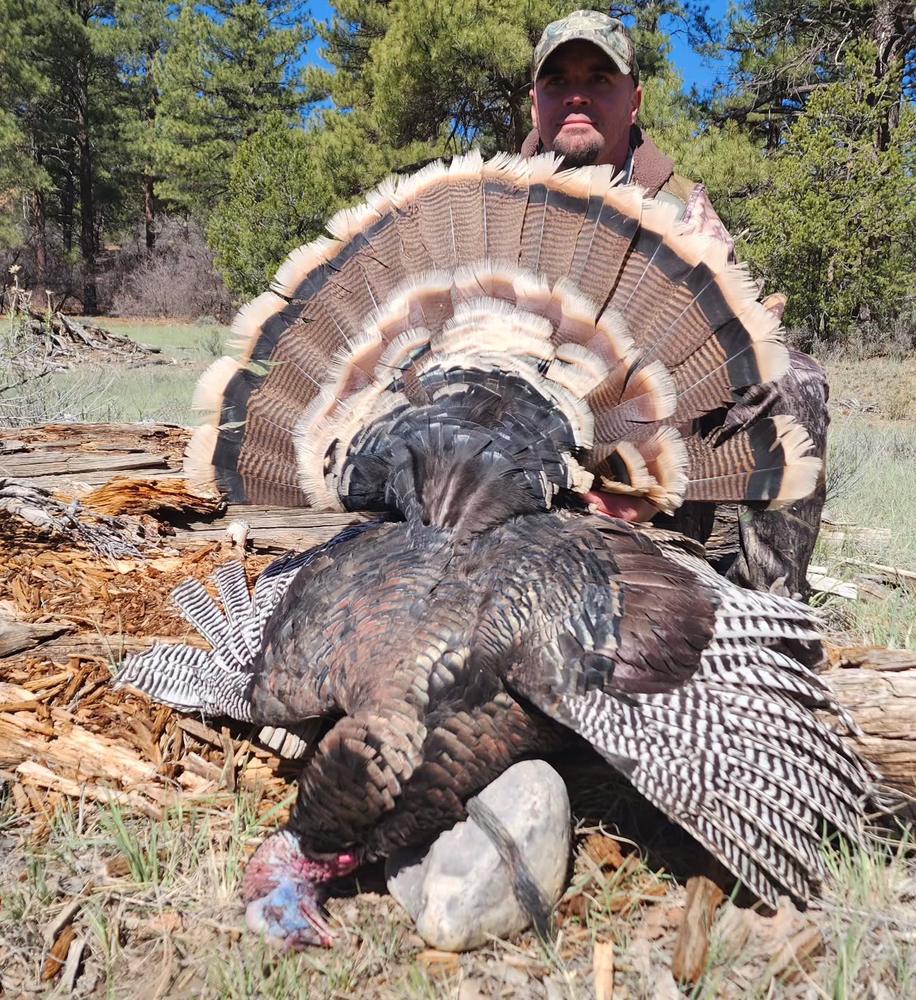 After a tricky morning of birds eluding our calls, Jacob and I put on a massive spot and stalk, snuck into 30 yards on this bird where Jacob smack him in the face with a handful of tungsten. #HuntHarder #turkey #getoutthere #WesternSkyOutfitters #HangEmHigh