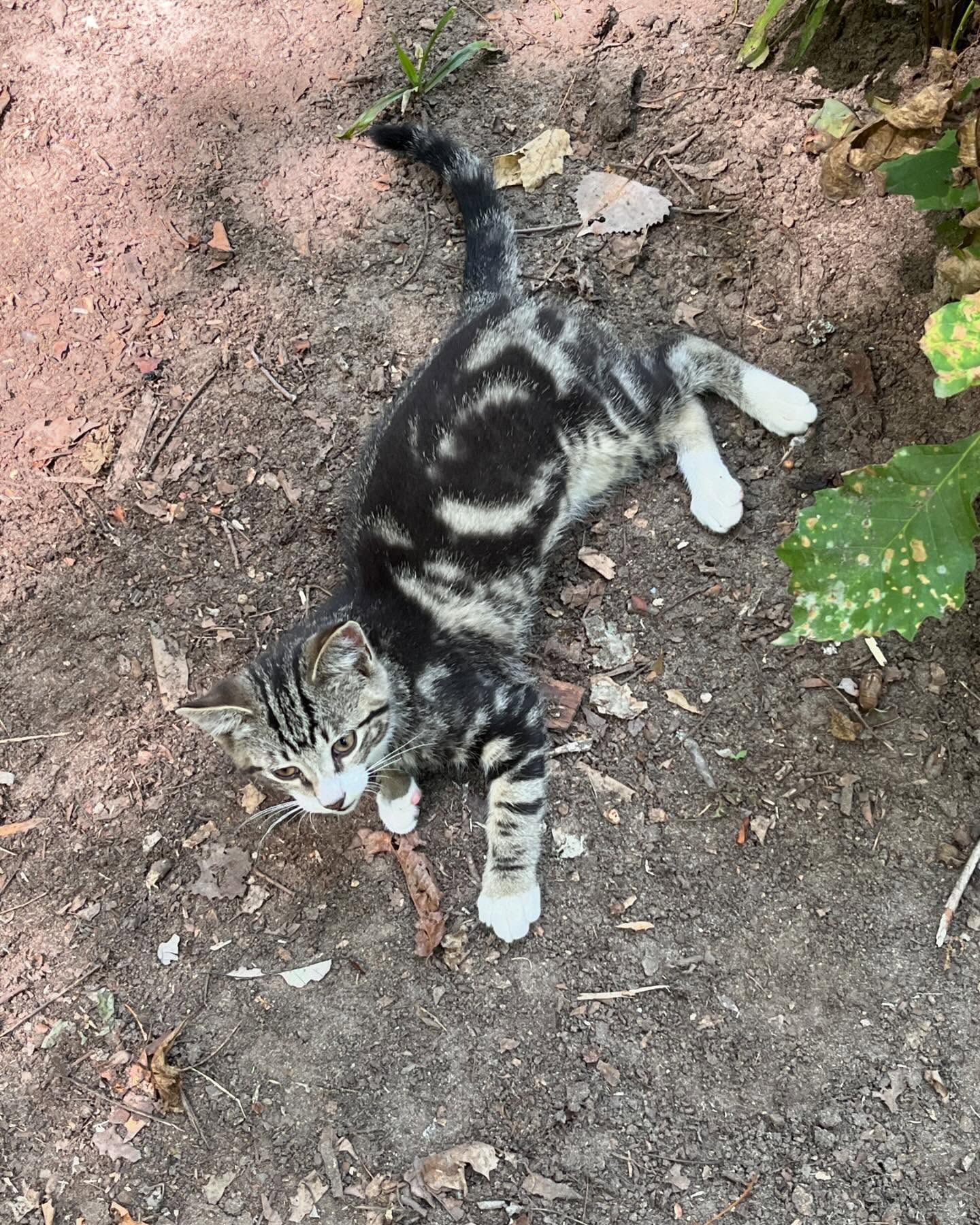 Meet Ganelle one of the felines you might see if you visit Rivera Ridge (Otsego location)! She was born this Spring and loves to play. She also likes to hang out while we stack and bundle wood. Today she kept me company while bundling.
