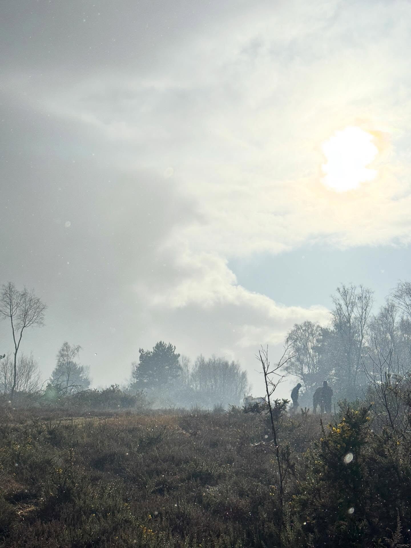 Gathering Heather on Iping Common.
As part of the Soft Machines artworks for @brightonfestival we recently spent 3 days gathering heather in a remote part of West Sussex.
Heather is one of the materials used within the structure of the arable giants that are the Soft Machines, alongside hay and straw. All of which are sourced locally around Sussex.
Heather has been growing in Sussex for centuries and used to be much more common, now existing is distinct islands. The @sussexwildlifetrust now manage these islands and were incredibly friendly and helpful at our request to come and pick some. We came away with approx 30 bulk bags worth.
The commons are well worth a visit with a unique but declining habitat...And the wildlife trust are well worth supporting.