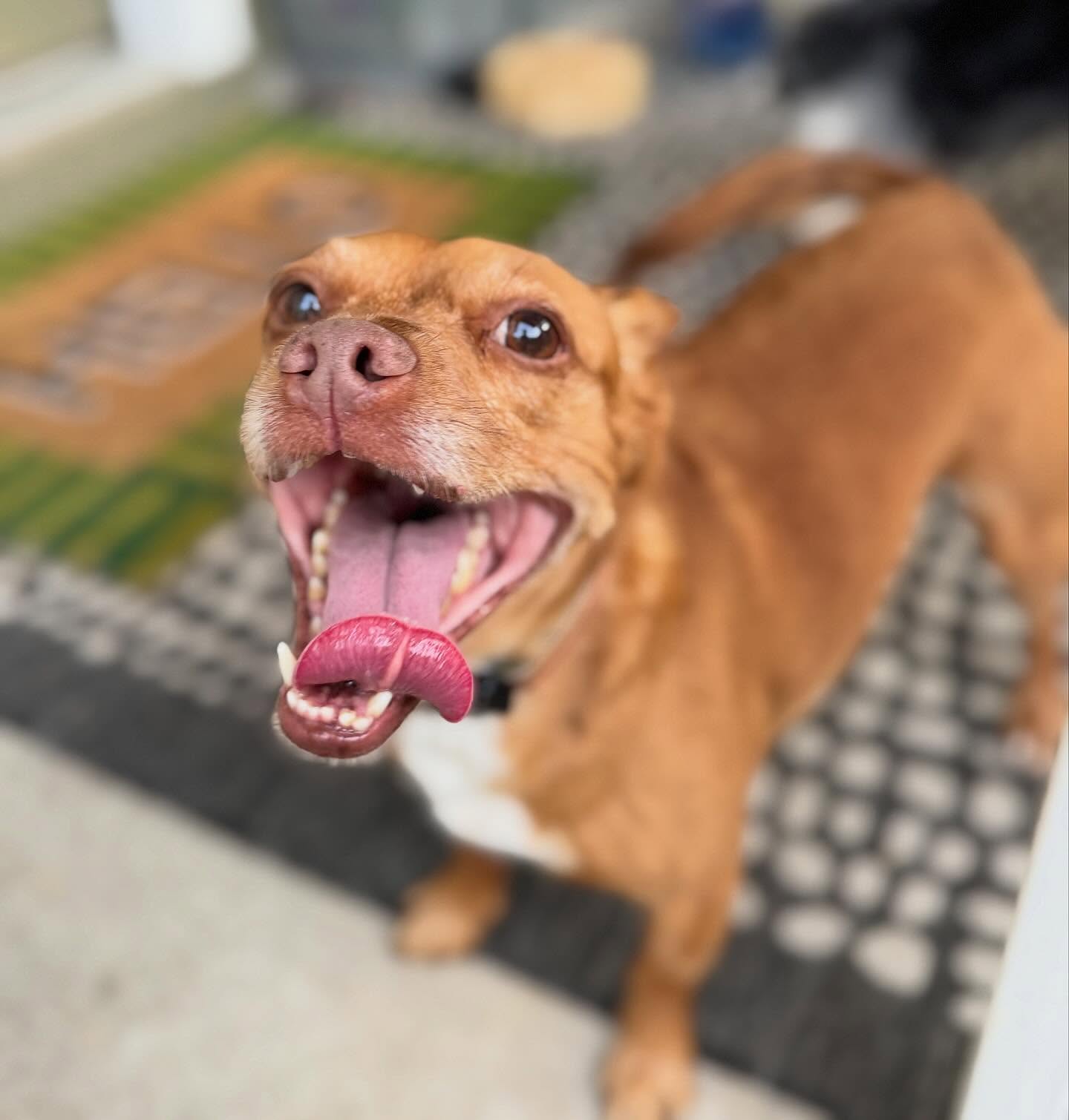 If you’ve been using an app-based pet care service and something hasn’t felt quite right, maybe last-minute cancellations, the different person every time, the coming home and just not knowing what just happened - you’re not being too particular. You’re being a good pet owner.
I started The Mindful Pet and have been caring for pets in Leander, Cedar park, and NW Austin since 2016, because I believed your furry friends deserve consistency, animal knowledge, and someone who actually cares and notices things. After years in veterinary clinics, I knew what thoughtful animal care looked like. And after becoming a mom, I understood even more deeply what it means to only trust certain people with the ones you love most.
Every visit includes GPS walk maps, photos, and a full Report Card through our client app. Our team is personally vetted by me, consistent, and your pet knows (and loves!) us when we walk in.
If you’re ready for pet care that gives you peace of mind, visit www.themindful.pet. I write more about this on the blog.
What’s one thing you wish pet sitters did more consistently? Drop it below ⬇️
#atx #cedarpark #leander #petsitter #brushycreek