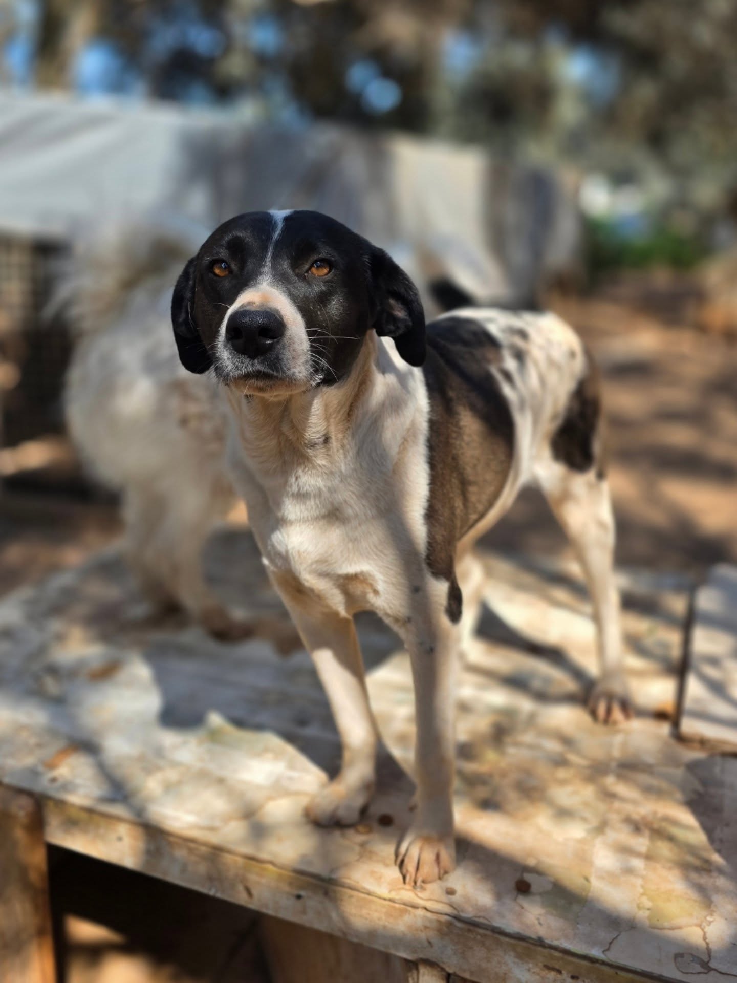 Chiara is one of our long-term residents, who has been waiting for a home since 2023. Could this be the year she finally finds her forever home?
Find out more about Chiara on our website: www.melezdogrescue.com/chiara
