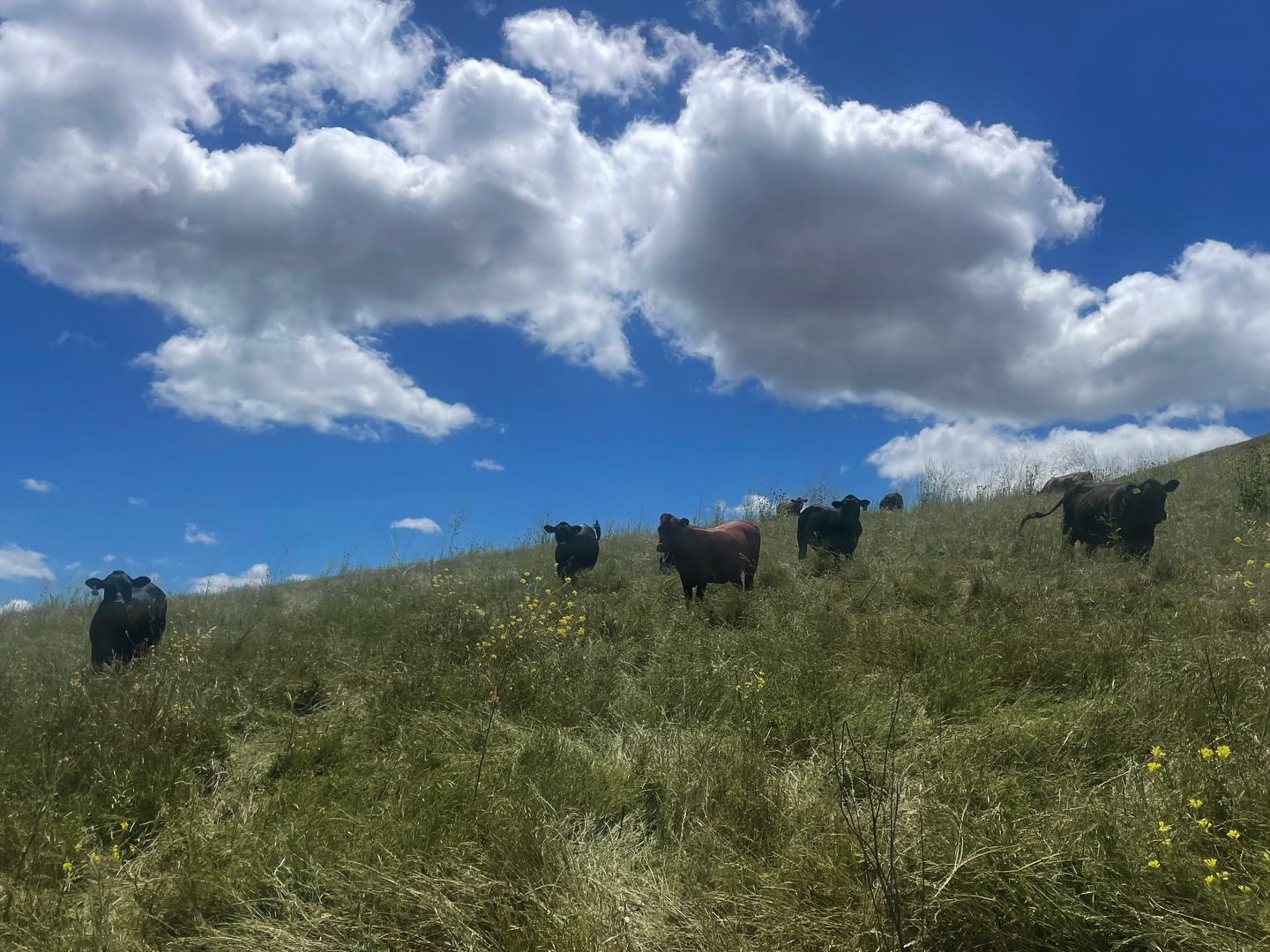 Nothin like that post rain glow! ๐ #cows #californiarangeland #grassfedbeef #regenerativeagriculture #centralcoast