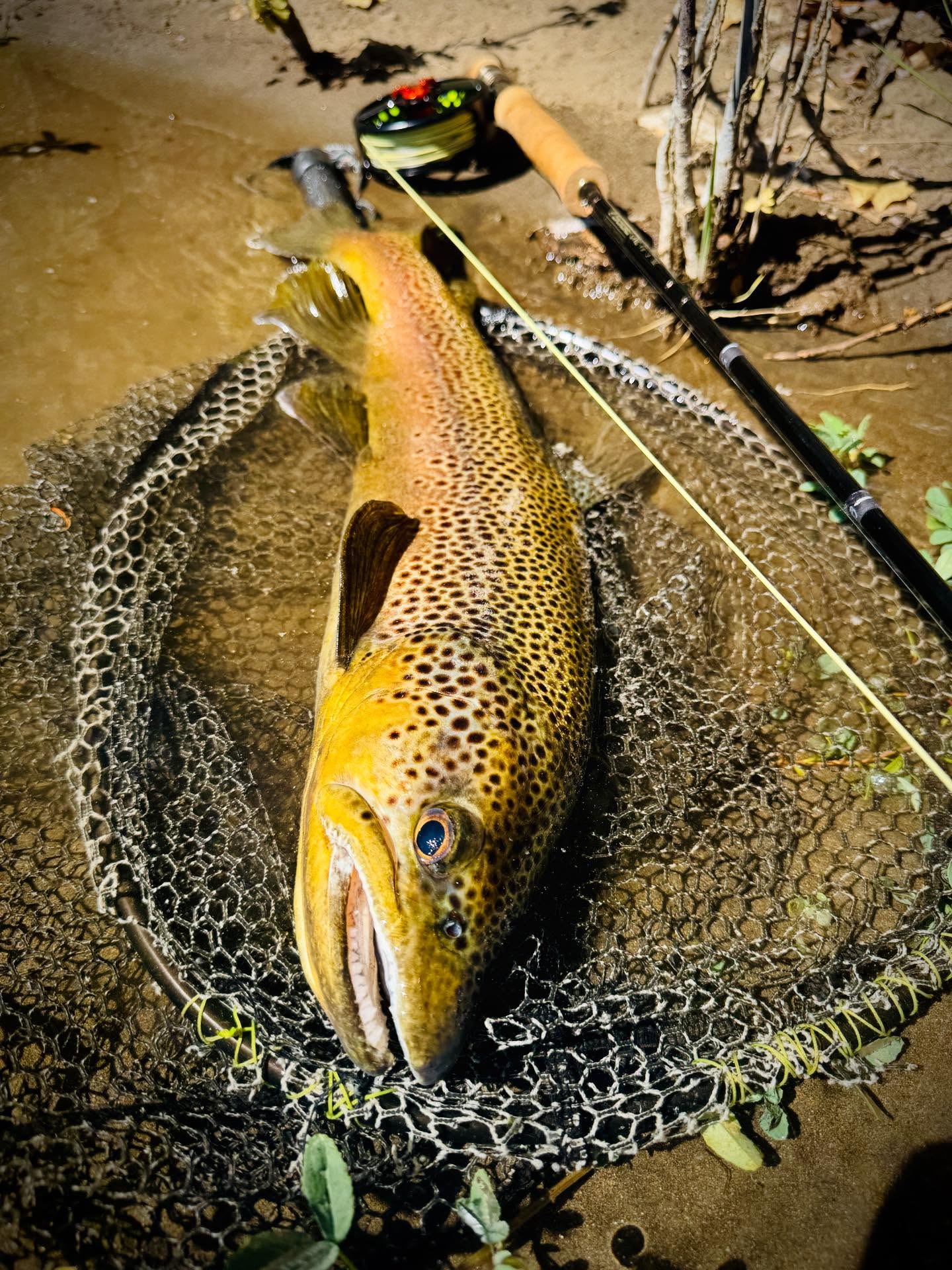 - À la sieste, à l’ombre des saules -
En remontant une berge du Rio Limay, les yeux rivés sur l’eau, à la recherche d’un poisson à faire à vue…
Je tombe sur cette magnifique dormeuse.
On prend le temps.
On respire.
On s’applique.
Et si la magie opère, on aura peut-être la chance de toucher du bout des doigts l’un des trésors du Limay.
—— English ——
Napping in the shade of the willows —
Working my way up a bank of the Rio Limay,
eyes locked on the water, searching for a fish to sight-cast to…
I come across this beautiful sleeper.
We slow down.
We breathe.
We focus.
And if the magic happens, we might get the chance to gently touch one of the Limay’s treasures.
——
Gear by @lamsonflyfishing @sageflyfish @rioproducts
——
#flyfishing #browntrout #patagoniaflyfishing #sightfishing #catchandrelease