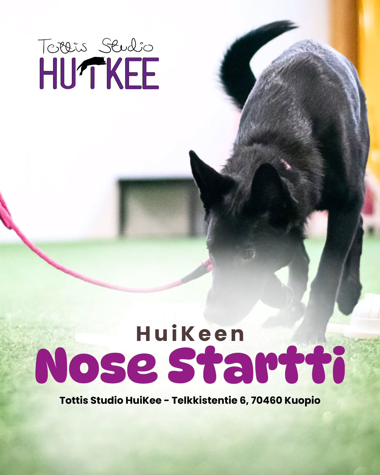 💜 NOSE STARTTI 💜
Kurssi kaikille lajista kiinnostuneille 🐺 Kurssi pidetään HuiKeen hallilla Kuopion Kelloniemessä.
ALKAVAT RYHMÄT TOUKOKUUSSA
✨️ Kurssikerrat: 7.5 | 14.5 | 21.5 | 28.5
✨️ Torstaisin aikoja klo.17-19 välillä
✨️ Hinta 120€ | 4 kertaa
✨️ Sähköinen kurssimateriaali kuuluu kurssille
✨️ Kurssimaksu sisältää välineet joita käytämme kurssilla (eukalyptus hydrolaatti, purkit ja muut välineet)
✨️ Kouluttajana Sofia (Eläintenkouluttaja AT) @tmisofiamartikainen
ILMOITTAUDU MUKAAN
https://www.tottisstudiohuikee.fi/harrastuslajit
🟣 Nosework alkeet kurssilla tutustutaan noseworkiin lajina sekä aloitetaan harjoittelu alkeisharjoituksilla.
🟣 Kurssin hajuna käytetään vain eukalyptushydrolaattia tai tehdään alkeisharjoituksia harjoitteluhajulla koirakoista riippuen. Kurssilla opetetaan koiralle hajun tunnistamista sekä hieman jo ilmaisua ja rakennetaan motivaatiota etsintätyöskentelyyn.
🟣 Etenemme jokaisen koirakon oman tason mukaan eli kurssilla koirakot työskentelevät hyvin yksilöllisesti, jokainen omalla 15min treeniajallaan. Täten Kurssi sopii myös häiriöherkemmille koirakoille. Hallissa ei ole muita samaan aikaan.
🟣 Kurssi sopii ihan aloittelijoille sekä hieman hajulla jo harjoitelleille. Kurssilla ei ole ikä- tai roturajoituksia.
Lämpimästi tervetuloa mukaan! 💜
#koirankoulutus #koirakoulukuopio #kuopio #siilinjärvi #nosework koirahalliKuopio