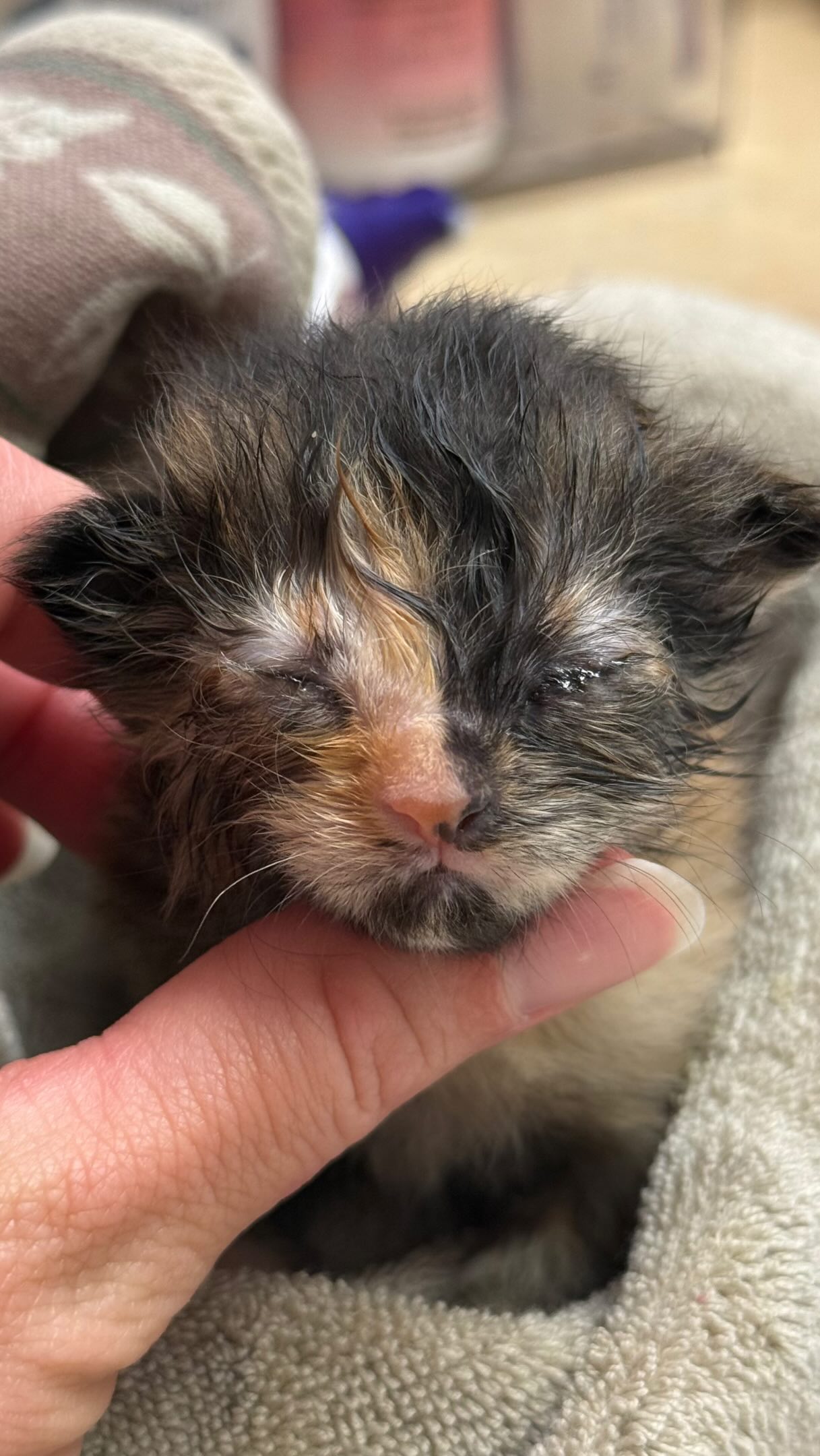 💥FERAL MAMA ENERGY💥
One of her babies needed their eyes cleaned up and medicated…
In the couple years of trapping in her area, she has evaded every single trap, each year.
It took using her babies as bait, to get her.
She’s a great mama…and terrifying.
Last litter for her!💥👊
Long-haired tortie energy💯
***ignore my p e r s o n a l IG logo, bouncing around…rude, IG…rude.
#feral #tnvr #tnr #rescue #kittens