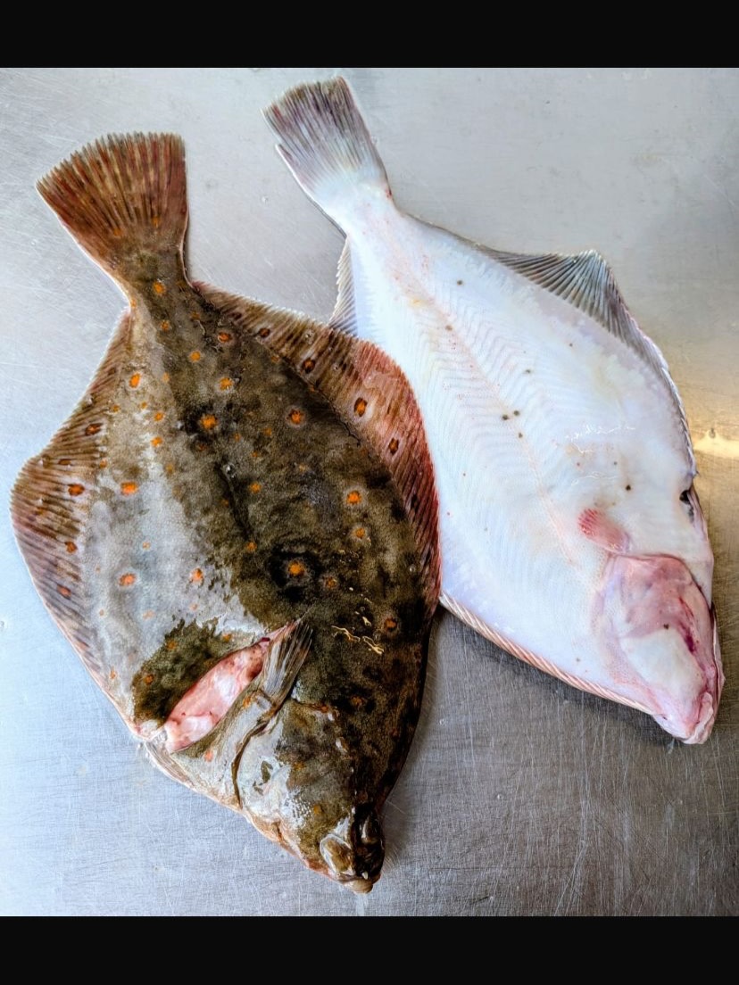 If you’d like our Plaice at your place…. Then right now is the best time to get it on your menu.
These fresh, wild, Shetland Plaice are incredible quality. A classic fish with a myriad of menu inspiration.
Let our skilled fishmongers prep them, just as you like them. It’s our pleasure to send you fish that’s ready to go and super quality.
☎️ 01253 779813
#plaice #yourplaiceormine😋🐟 #freshfish #fishmonger