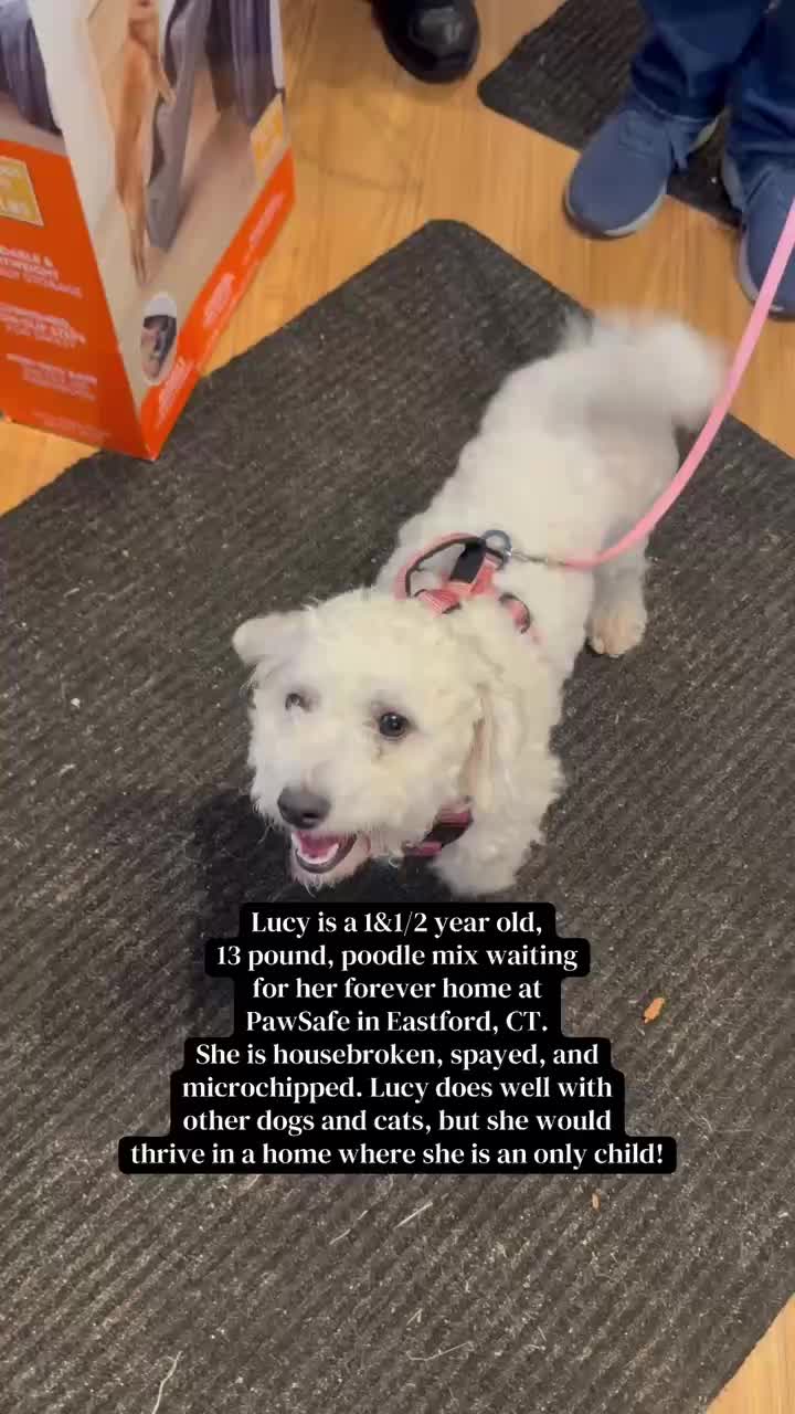 Meet 3 yr old, 13lb Lucy at PawSafe 348 Old Colony Rd, Eastford CT) on Saturday or by appointment earlier!