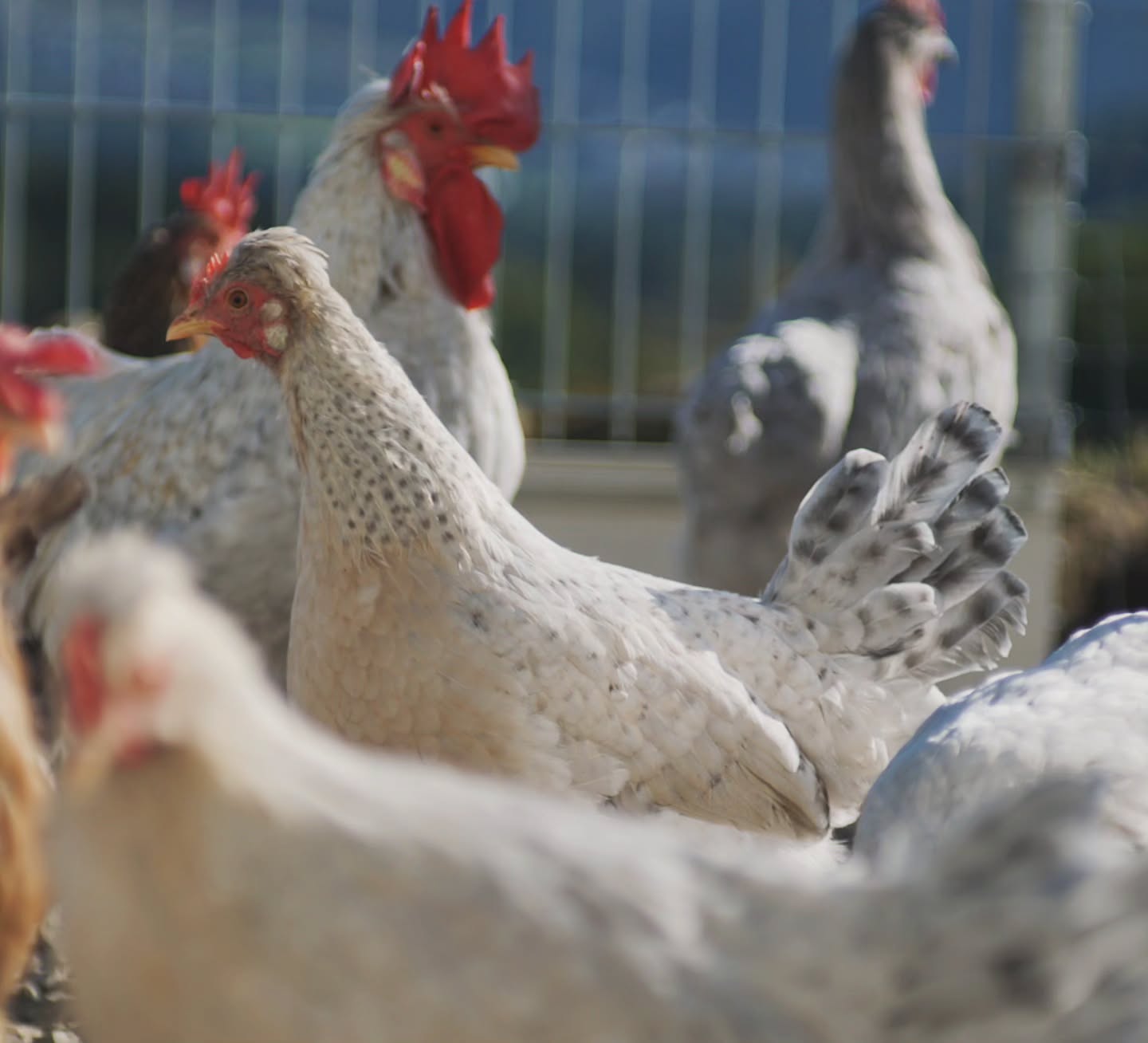 Meine Opal Schönheiten. 🐔✨
Auf dem Bild seht ihr meine Opal Hennen, eine besondere Farbvariante der Cream Legbar. Nicht nur wunderschön mit ihrem zarten Gefieder, sondern auch bekannt für ihre einzigartigen hellblauen Eier. 💙
Neugierig geworden? Das ist erst der Anfang… 😉
Bleibt dran, wenn ihr mehr über diese besondere Rasse erfahren wollt, vielleicht habt ihr ja bald selbst solche Schätze im Nest! 🥚.
_____________________________________________
𝗩𝗲𝗿𝗳ü𝗴𝗯𝗮𝗿: Bruteier 🐣, Küken 🐥
𝗙𝗮𝗿𝗯𝘀𝗰𝗵𝗹ä𝗴𝗲: Cream gold und Opal
𝗵𝘁𝘁𝗽𝘀://𝘄𝘄𝘄.𝗯𝗿𝗼𝗵𝗼𝗹𝗺𝗲𝗿-𝘇𝘂𝗰𝗵𝘁.𝗰𝗼𝗺/creamopallegbar
Instagram & TikTok @huehnerwelt_rauch
Facebook @rauchs_huehnerwelt
_____________________________________________
Liebe Grüße
Euer Gabriel von Rauchs Hühnerwelt
#creamlegbar #opallegbar #Bruteier #rassegeflügelzucht #küken