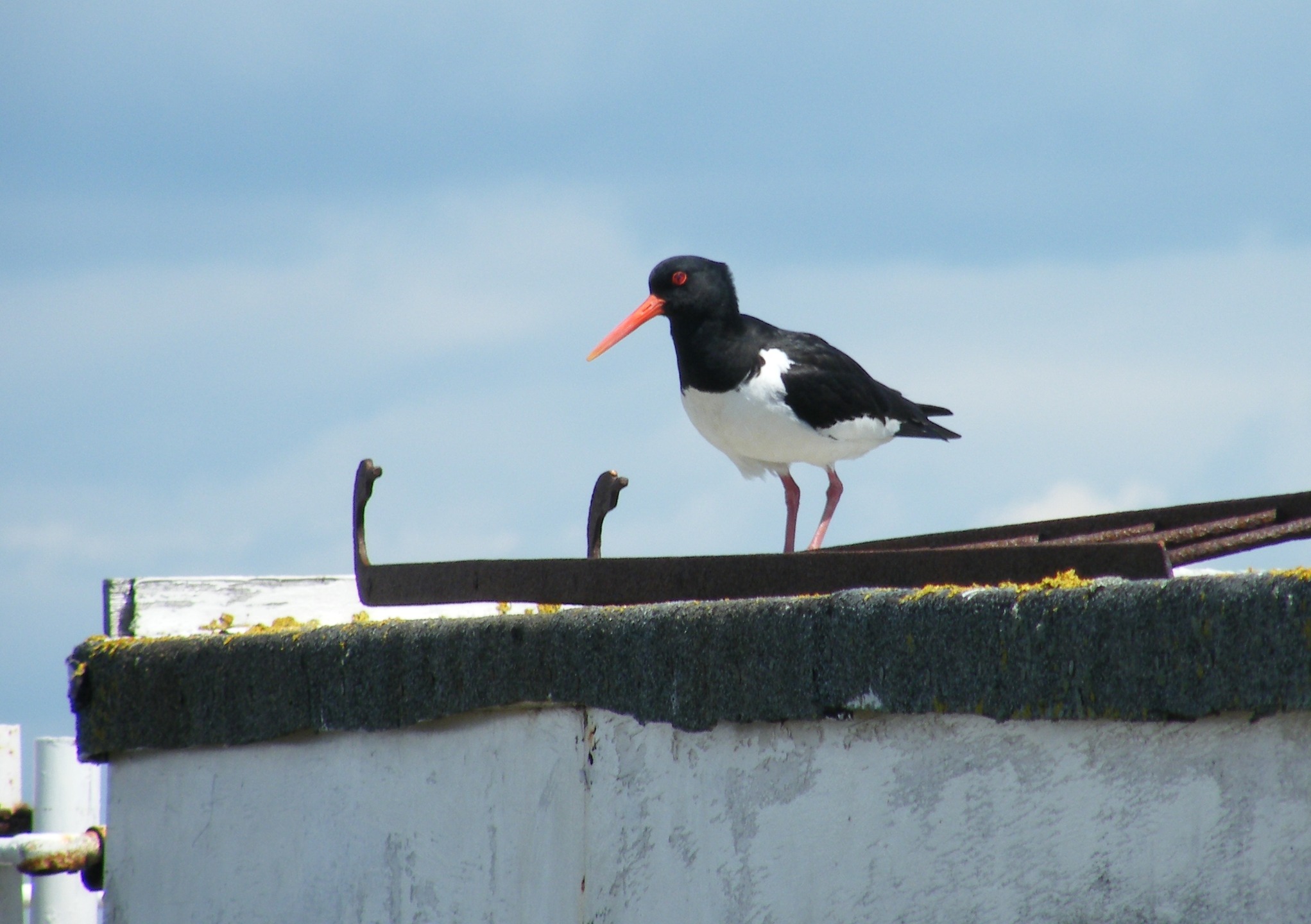 🌊Job opportunity at Langstone Harbour🌊
We’re recruiting an Environment Officer (Maternity Cover) to join our team on a 12‑month fixed‑term contract, starting June 2026.
The role involves coordinating environmental monitoring and surveys, supporting projects, working with harbour users, partners and regulators to help protect one of the Solent’s most important coastal environments.
🗓 Closing date: Monday 11 May
👉 Find out more and apply here:
https://www.langstoneharbour.org.uk/recruitment