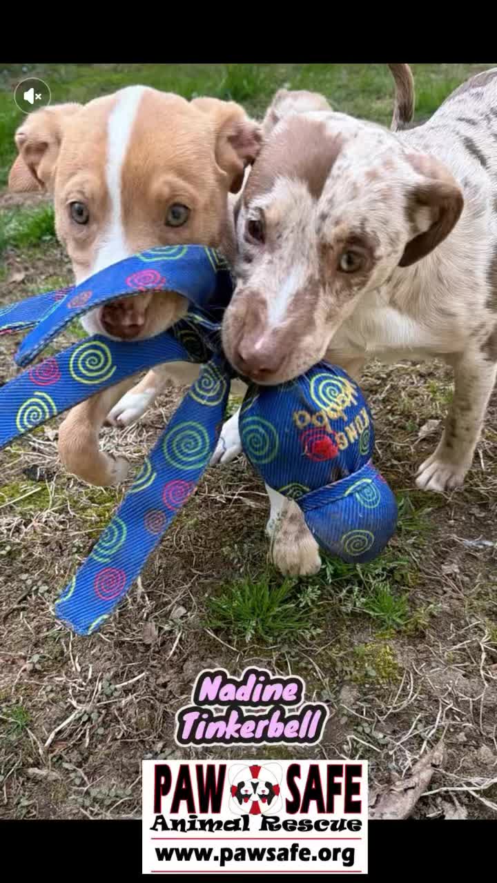Looking for your new best friend?🐾
Meet Nadine & Tinkerbell.
Nadine (tan with a white stripe down her face) and Tinkerbell (multicolored) are adorable Australian Shepherd mixes, just 2.3 months old and already spayed.
These sweet girls are ready to find their forever homes 🏡🐶
Come meet them Saturday, April 25th
🕙 10 AM – 12 PM
📍 Tractor Supply, 1253 Route 311, Patterson, NY
Don’t just scroll… come fall in love.
For more information visit
pawsafe.org
#pawsafeanimalrecsue #adoptme #hudsonvalley #dogsoftiktok #adoptdontshop
