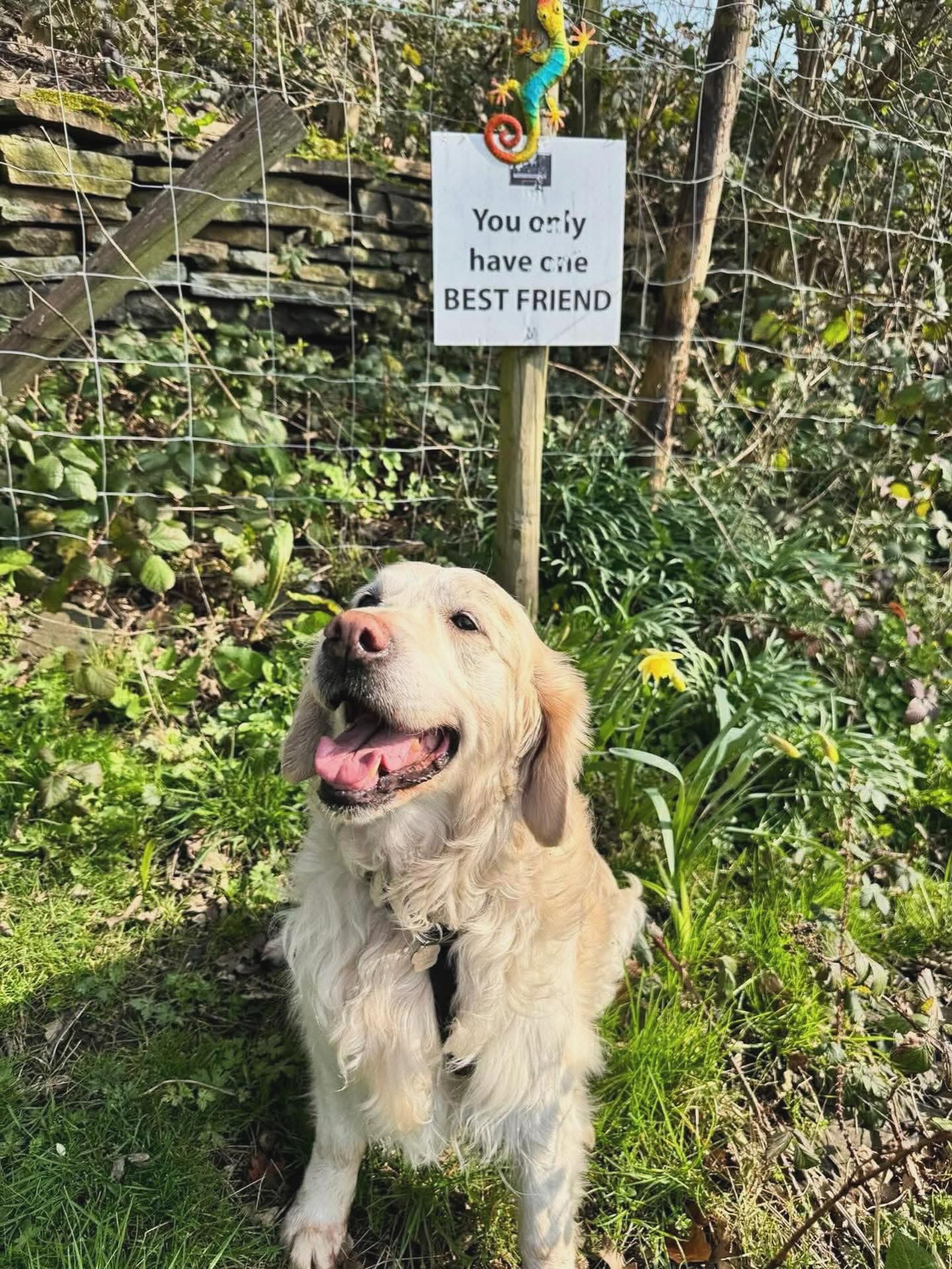 🐾 Weekend Plans Sorted! 🐾
Looking for something fun, simple, and outdoorsy this weekend?
Our private dog paddocks are available for just £10 per hour, giving you a safe, spacious place for your dog to run free while you relax and enjoy some fresh air 🌿
It’s the perfect chance to:
🐶 Let your dog stretch their legs
👨👩👧👦 Get the kids outside and off screens
☕ Catch up with friends in a relaxed setting
Whether it’s a solo walk, a family outing, or a mini meet-up, our paddocks are a great way to make the most of your weekend.
🗓️ Limited slots available!
#dogpark #dogfield #fyp