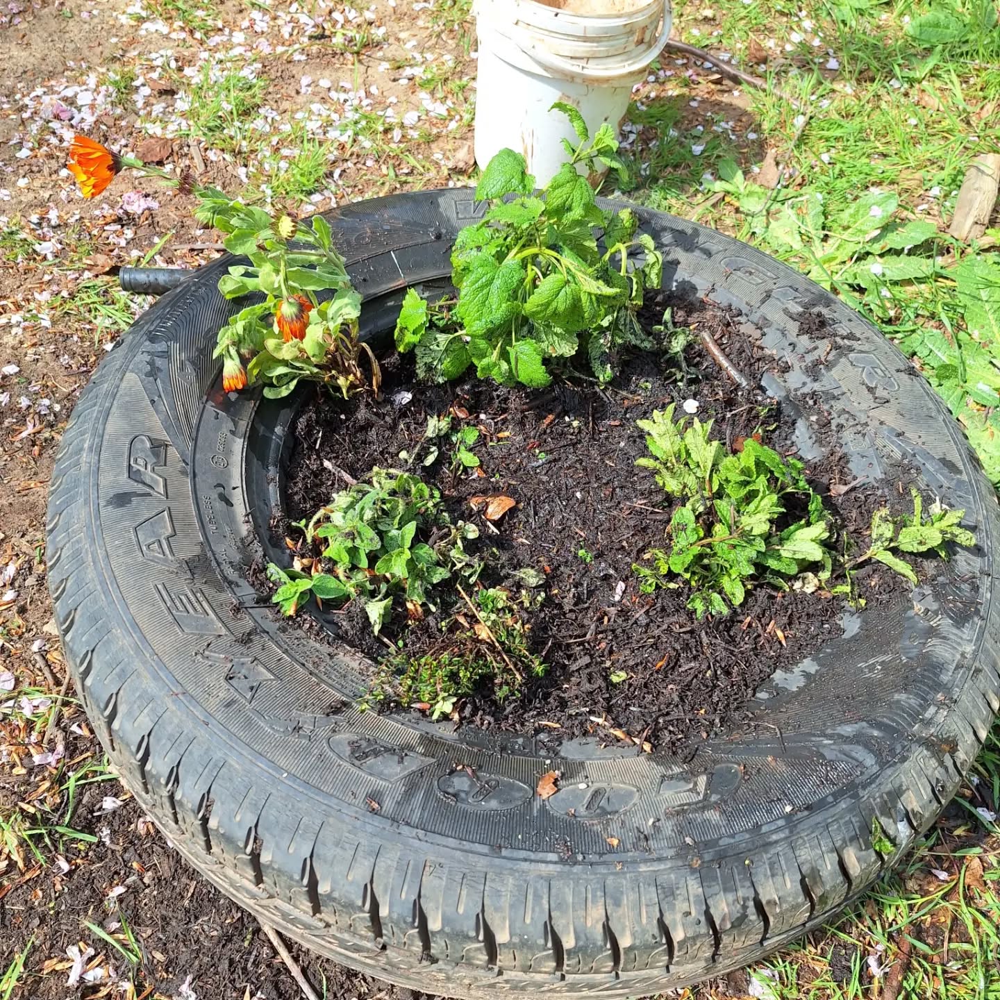 Back for a new term. Reception helped make a mini herb garden.
We had a story about wonderful dandelions and played with handfuls of cherry blossom lining the floor.
I love spring šš±ā¤ļø
#forestschool #gardeningwithchildren