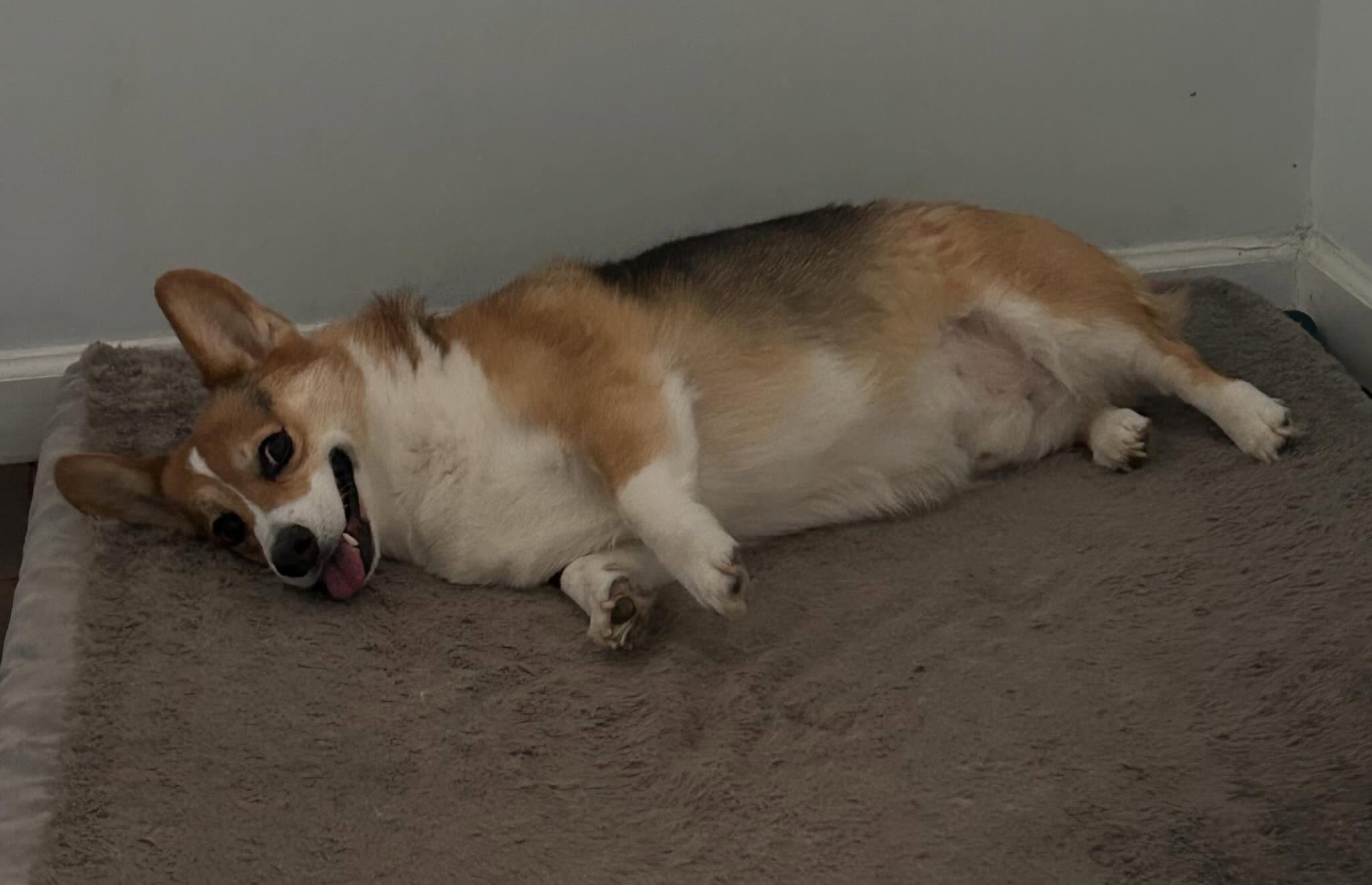 Friday vibes with Cannoli the Corgi ๐พ๐ #happyfriday