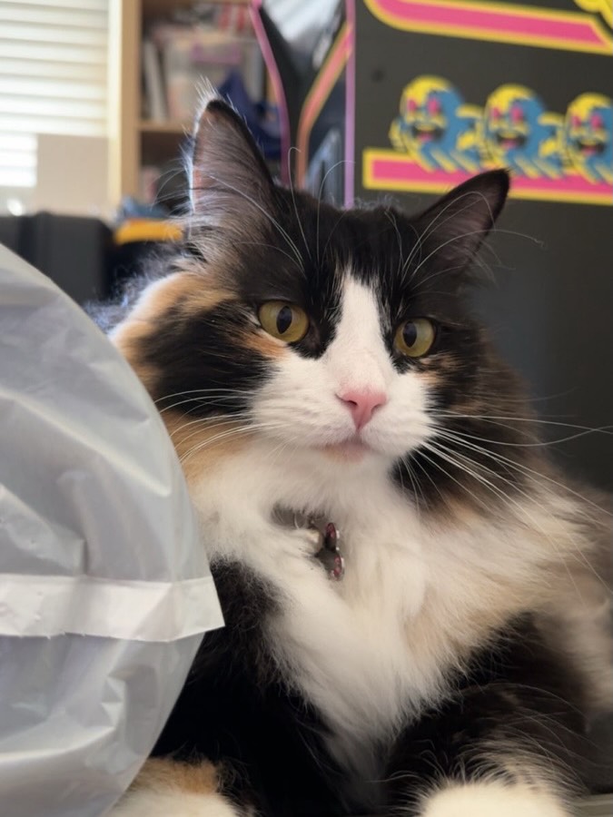Ivy is an adorable Calico. Her DOB is 4/14/24. She is a big girl, about 11 pounds. She is playful, energetic, and loves to be pet. She would be best as an only cat or with a dog where she can have her own space.
