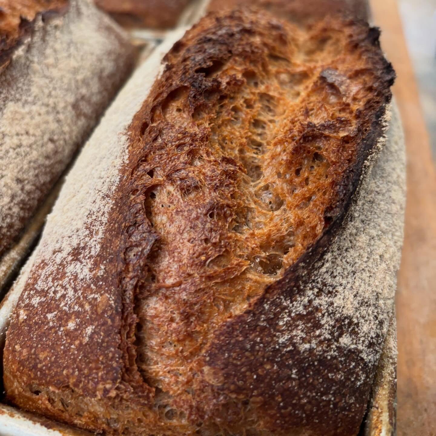 We got our hands on some einkorn! It's been a tough season for einkorn from the immediate surrounding region, so we broadened our horizon and ordered from a grower in Missouri. It's beautiful stuff and we mixed it with spelt this week for a loaf we're calling Speinkorn. PA einkorn will be back this summer, and as always, we're doing all that we can to bake local, whole grain, and sourdough 💥🌾❤️