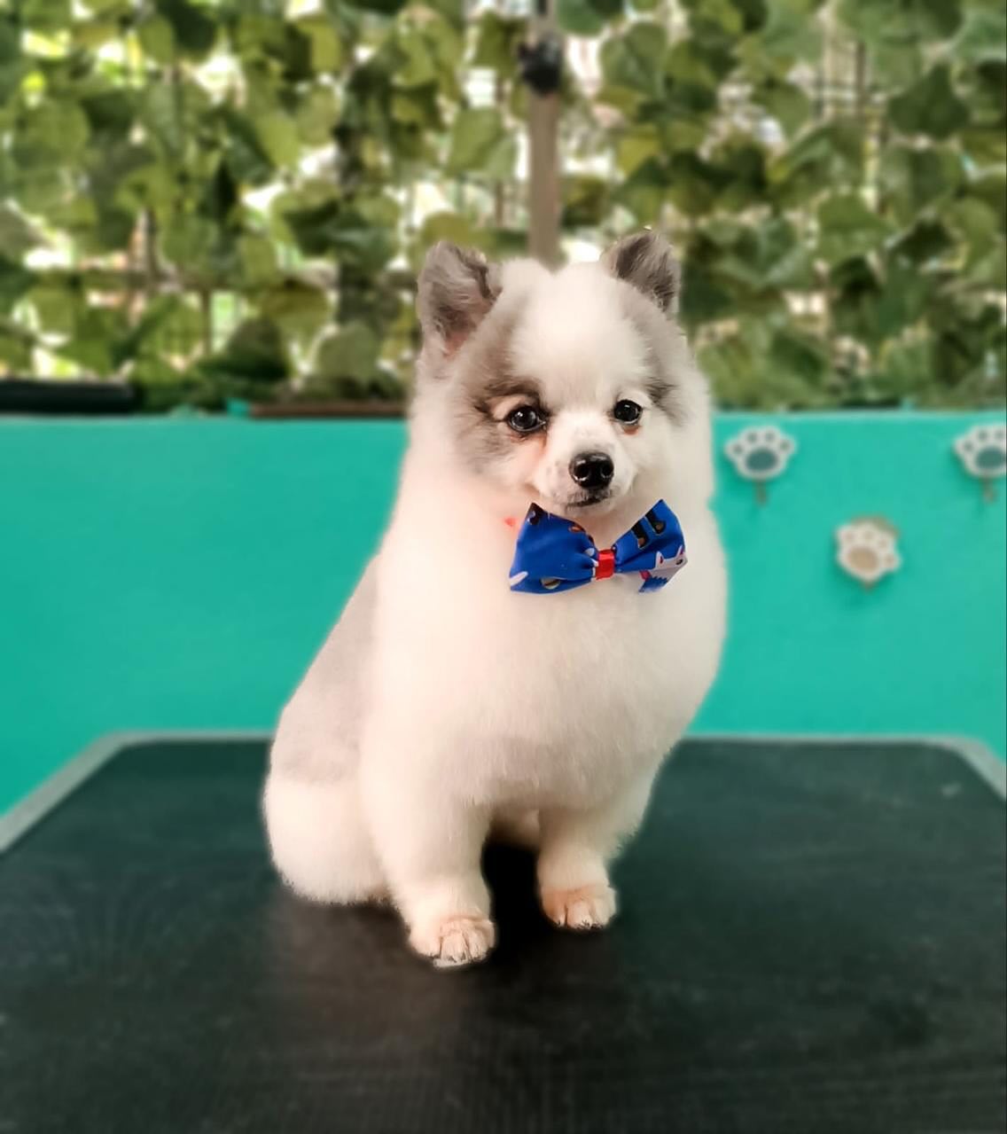 Querido Jagger 💙
Pequeño, peludito y lleno de encanto.
Camina con curiosidad y ojitos atentos, como si todo fuera una nueva aventura.
Le gusta estar cerquita, seguirte a donde vayas y acurrucarse cuando todo se calma.
Es dulce, leal y tiene ese don especial de hacerte sentir acompañado sin decir nada.
Porque aunque es chiquito, su cariño lo llena todo. @raquerandles
“Patitas que guían… Corazones que sanan” 🐶💜
¡Síguenos, dale like y comparte para unirte a nuestra familia Pawsitive! Y descubrir más sobre cómo nuestras mascotas pueden apoyarnos emocionalmente.
#PawsitiveSupportFamily #PawsitiveSupportFamilyMember #CertificaciónDeMascotas #MascotasFelices #AmigosPeludos #mascotasdeapoyoemocional