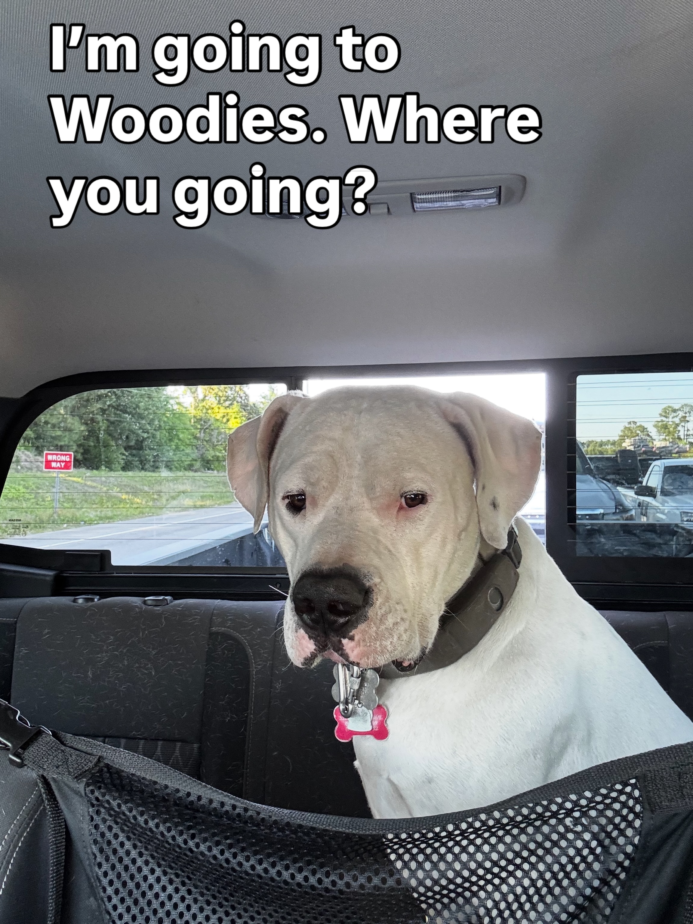 Wilmington, NC - Duke is headed to Woodies Woodshop… Where are you going today? We have all your lumber needs for that weekend project! Open Monday through Friday 10 AM to 4:30 PM and Saturday 9:30 AM through 12:30 PM. Come on by!