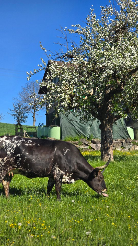 Majestätisch und tiefentspannt. 🐂
Unsere Longhorns geniessen das frische Grün. Wer könnte bei diesem Anblick nicht abschalten? 🥰
Seid ihr auch schon in Frühlingsstimmung? 🌷☀️
#texaslonghorns #frühlingliegtinderluft #schweizerbaueronline #stla #mutterkuhschweiz