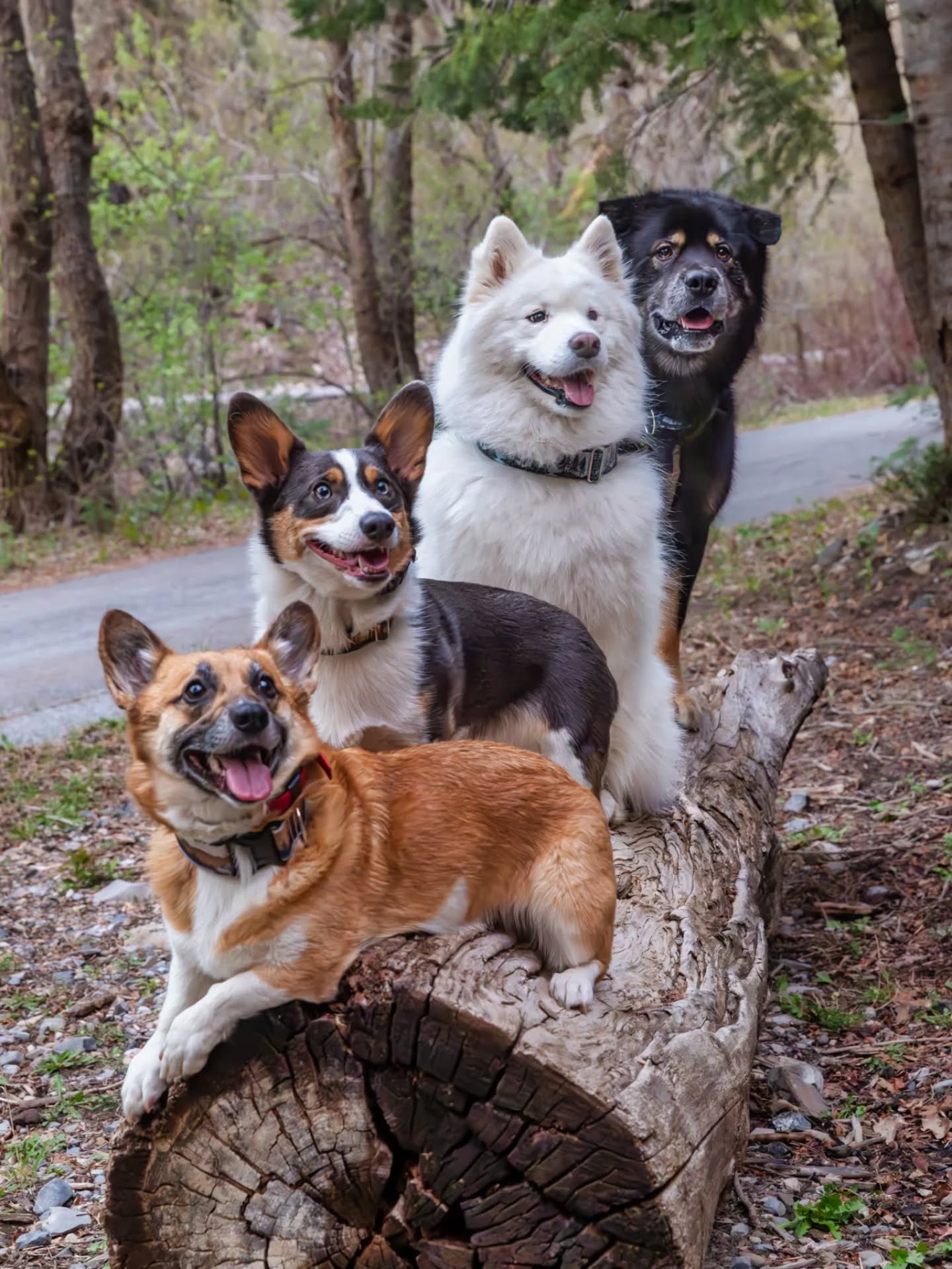 In my last post I mentioned Mom was planning a surprise for me - if you guessed it was a meetup you were right! I got to hang out with @adventureborealis and @corgi_moose_crossing for the first time IRL! ðððĨ°
They showed me their mad rock scrambling skills (seriously, they may all look like dogs but I think they are at least half mountain goat) and I showed them my power zoomies! ðŦĢ We posed for lots of pics on rocks and logs but it took a while to nail this shot because one of us was always breaking our stay (and by "one of us", I mean specifically me).
Mom is so grateful to these pups and their wonderful humans for making the time to meet up with us - and we are both looking forward to doing it again someday!
Have you met up with IG friends IRL?
P.S. - did you catch that we are each wearing a different collar from @risingriverllc? Adventure buddies can be a style squad too! ðĨ