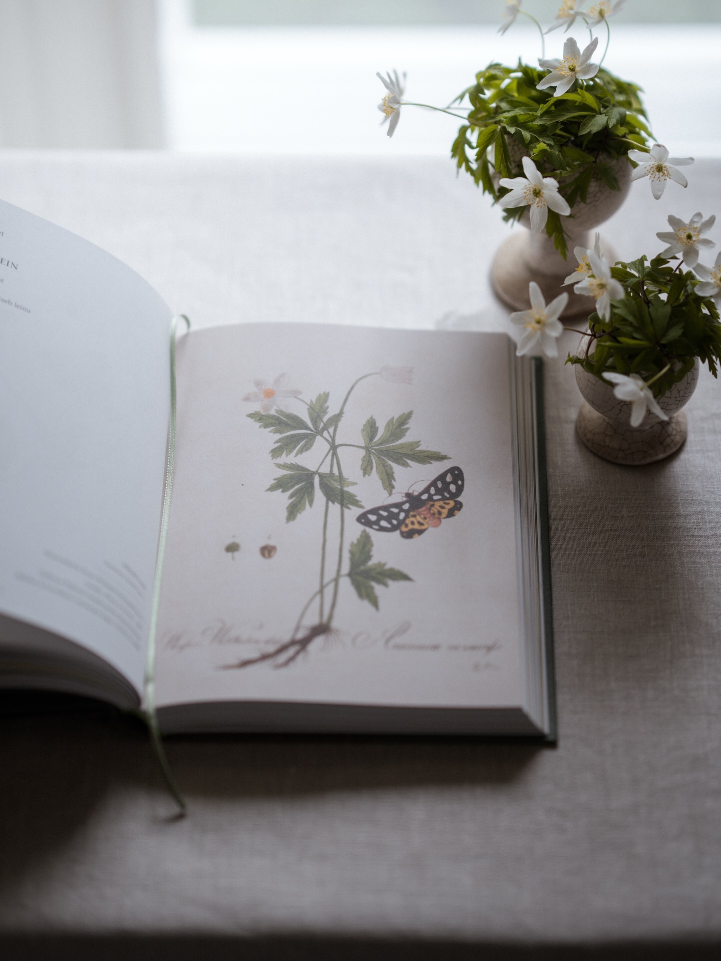 Currently finding so much joy in these little white stars 🤍 They’re everywhere at the moment, and I think they look especially lovely in these ceramic vases, bought by my mum more than 30 years ago!
This book deserves a special mention too. It contains a collection of Estonian poetry about plants, alongside the most beautiful illustrations, both old and new. If there ever was a book made for me, this is it! I highly recommend it. :)