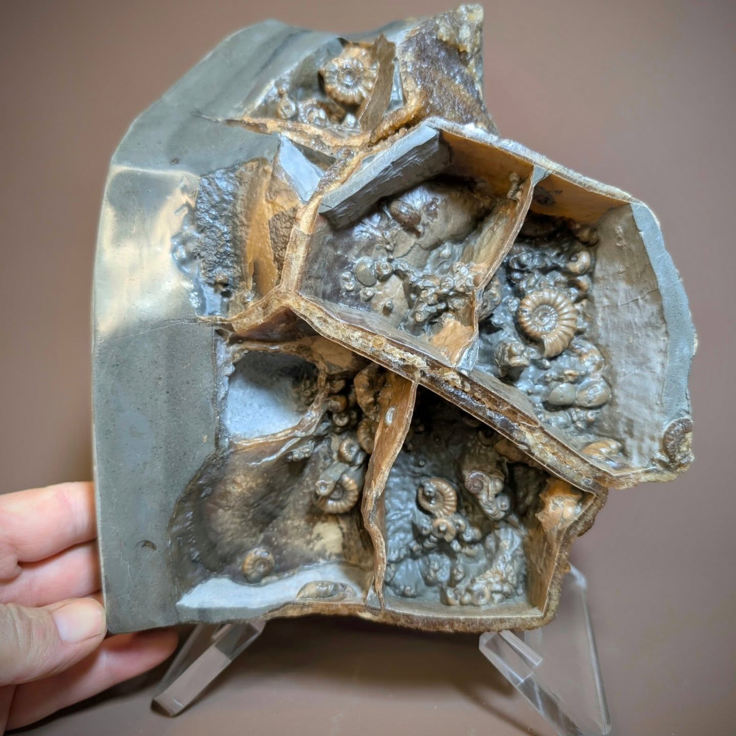 A crystallised chunk of septarian wood stone with polished edges and walls. The wood can be seen on the reverse surrounded by calcite and the occasional ammonite. This piece measures approximately 9inches in height and is from the Jurassic of Stonebarrow Charmouth.
#fossils #ammonites #crystal #alladinscave #ancienthistory