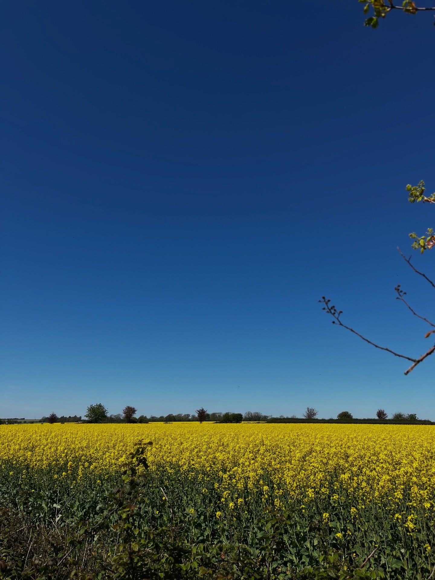 What a great week it’s been. Sunshine = energy.
Current projects progressing, new projects incoming, positive professional teamwork. Let’s keep it rolling!
Have a great weekend 😎
#blueskies #positivevibes