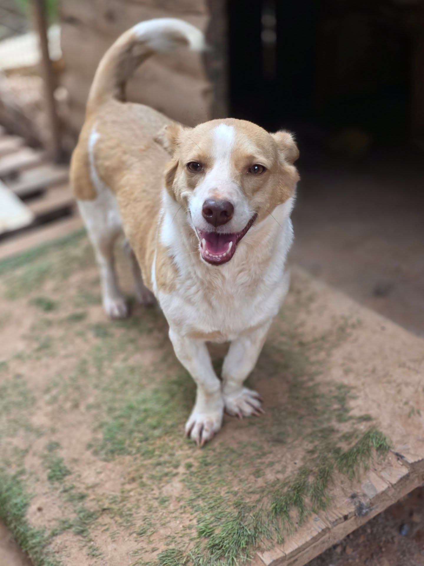 New on our website and available for adoption: smiley Buttercup would love to have a family of her own ❤️
Find out more about Buttercup here: www.melezdogrescue.com/buttercup