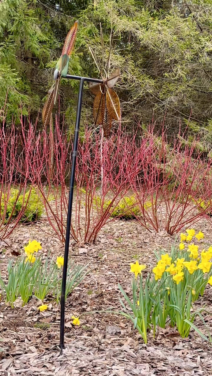 The bright yellow of the daffodils are so welcome this spring.
#farm #daffodils #yellowflowers #springbulbs