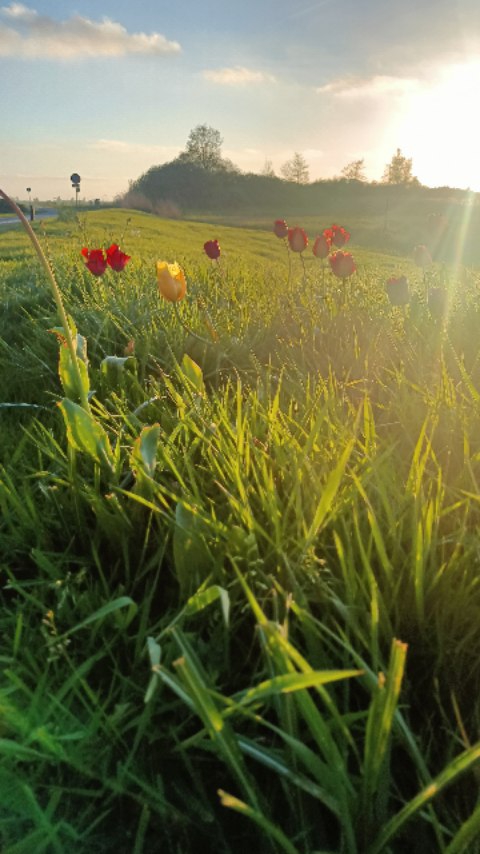 Op nationale zaaidag in Culemborg gingen we op pad met de Pollinators en Cruydt Hoeck en hebben de eerste meters van het pollinatorpad helpen inzaaien🌼. Check en steun dit bijzondere project op Pollinatorpad.nl