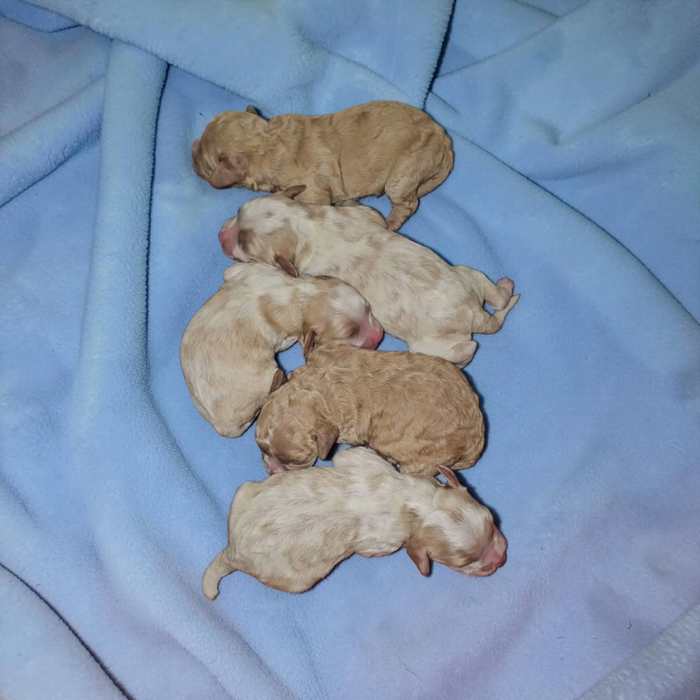 Cavachon cuties