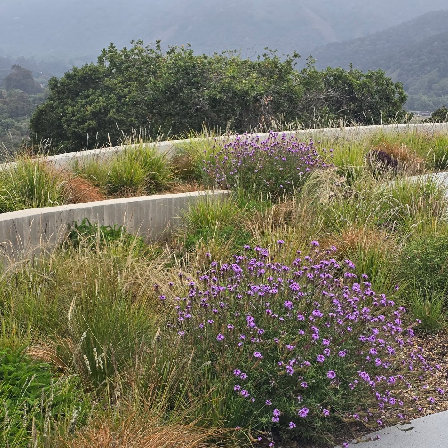 Checking up on a project we installed and maintain in #CarmelValley.
#carmelpointlandscapes
#install
#Plantings
#Grasses