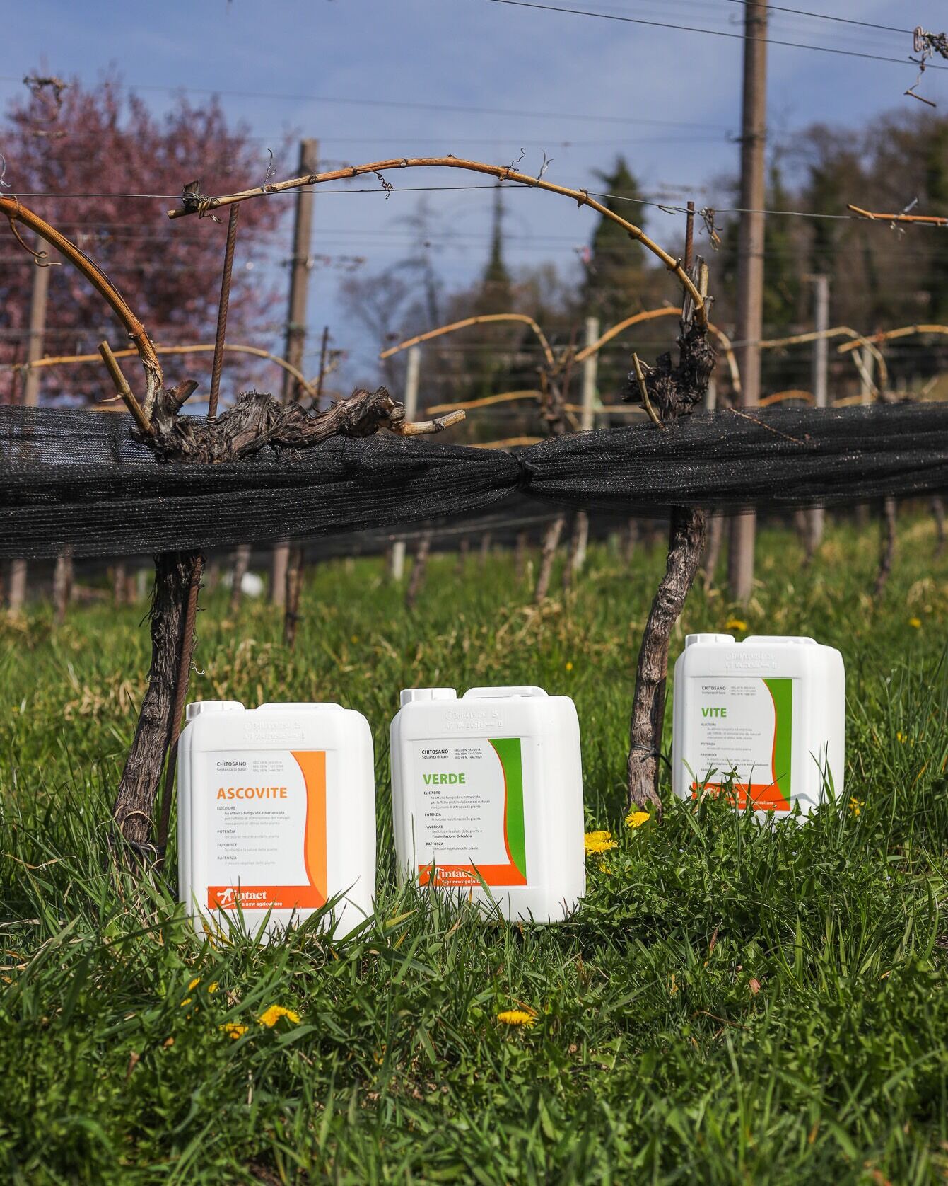 La combinazione ideale per la stagione in vigna:
✔️ controllo della peronospora
✔️ migliore assimilazione dei micronutrienti
✔️ struttura ottimale di foglie e frutti 🍇
#intactsolutions #viticoltura #growingsolution #peronospora