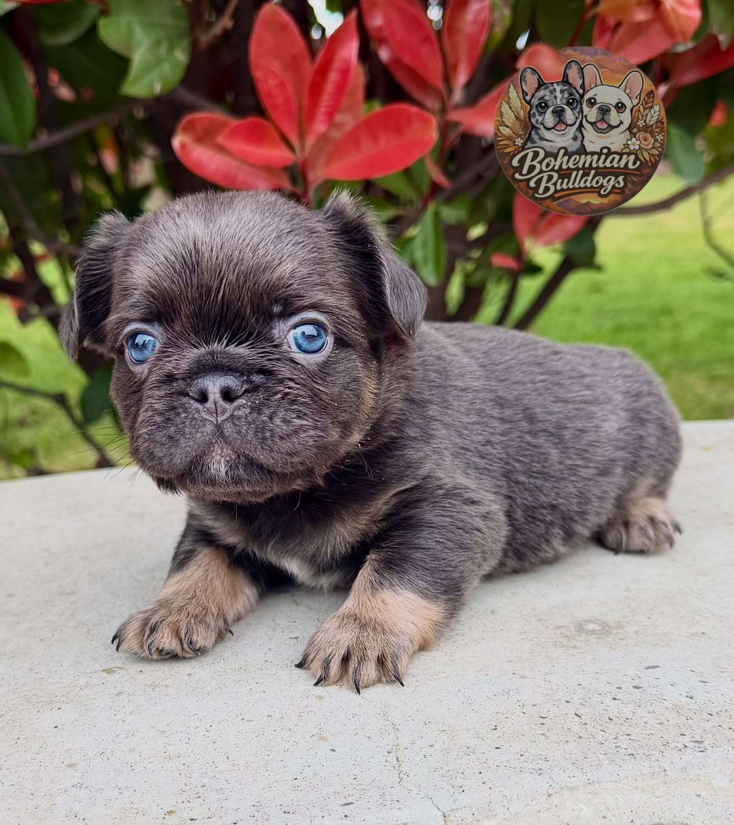 Rain has the sweetest soul, the softest little eyes, and a personality thatโs already stealing hearts everywhere he goes. ๐ง๏ธ๐ He has been reserved and is excited to meet his forever family!
.
Www.bohemianbulldogs.com
@bohemian.bulldogs