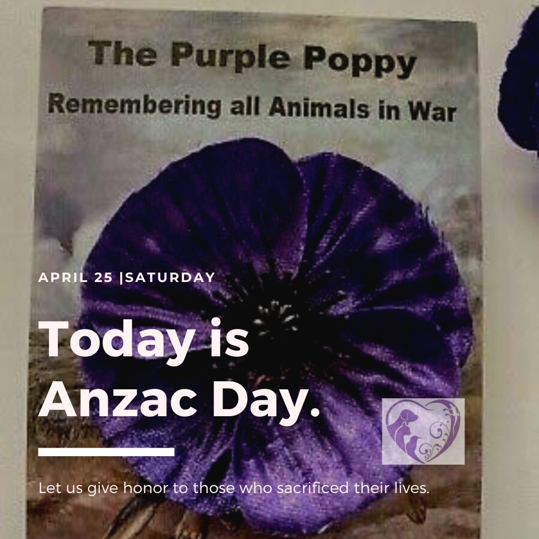 Lest we forget.
For all emergencies today, please visit @animalemergencyservice at Carrara.