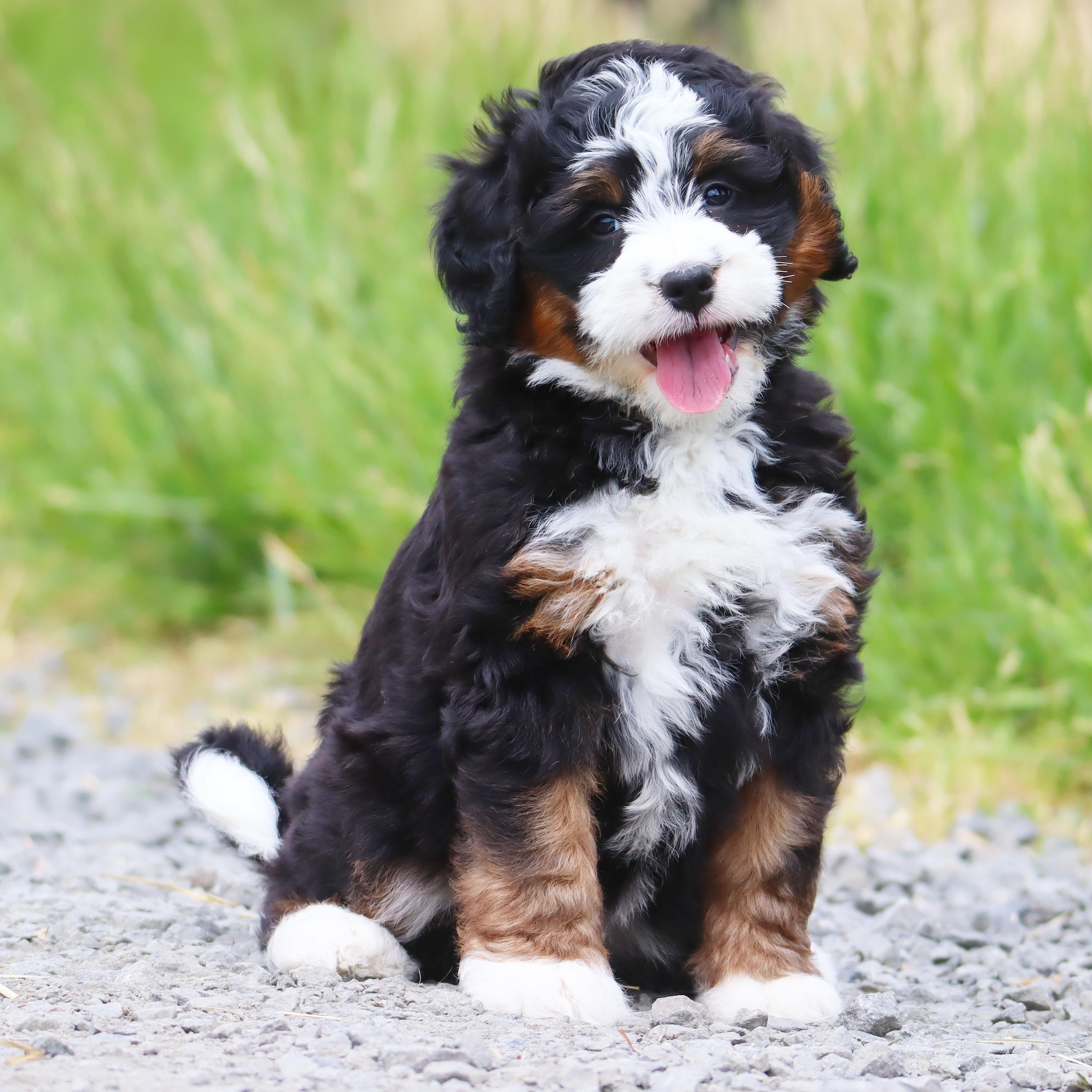 Zuma & Deans Ultra Bernedoodle babies are going to start leaving the coup soon! #LKBernedoodles