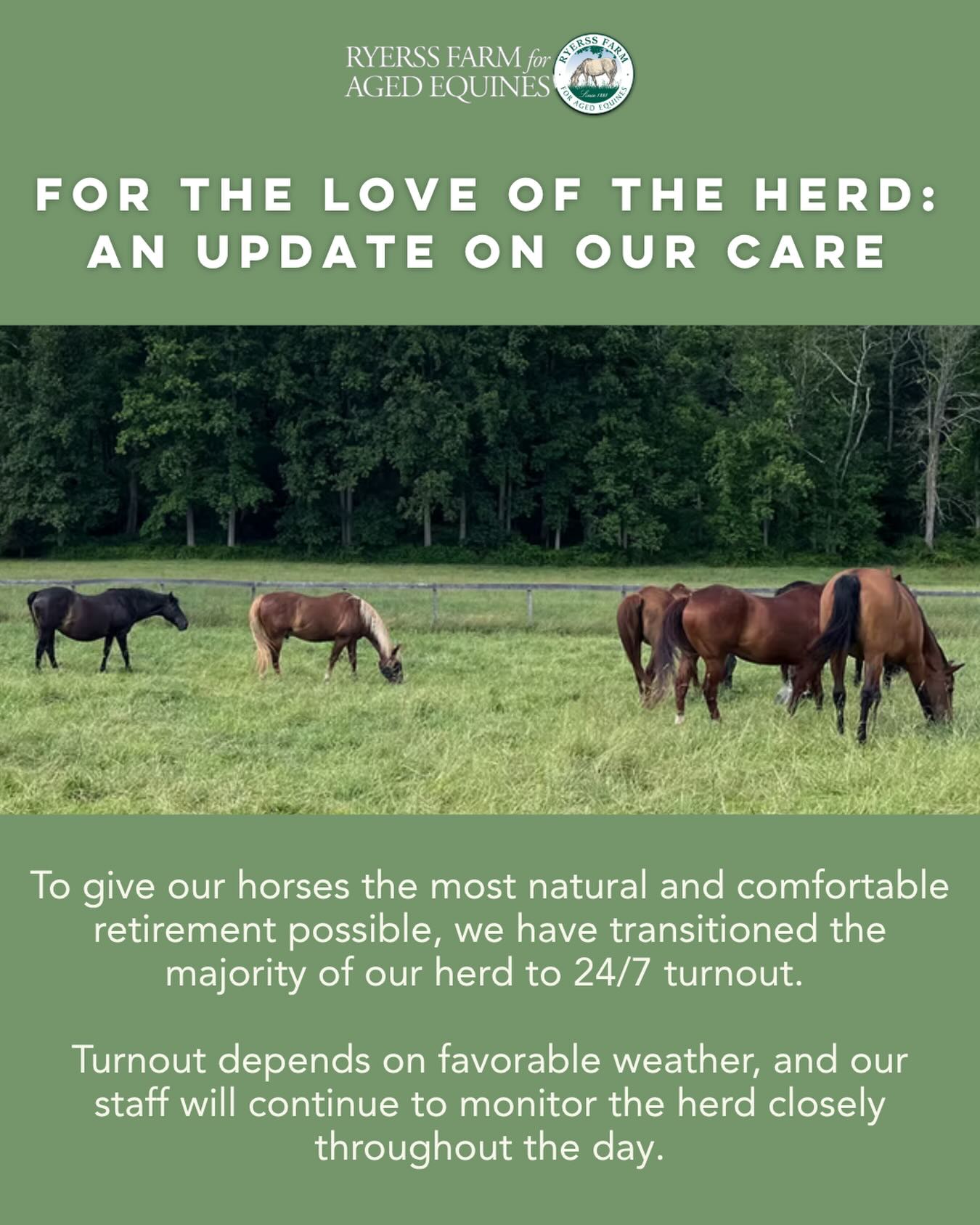 At Ryerss, our first priority is the happiness and well-being of our retired residents. 🐎 To give them the most natural and comfortable retirement possible, we have transitioned the majority of our herd to 24/7 turnout.
While this means your favorite friends might be grazing in a far pasture rather than waiting in the barn, this change offers them incredible benefits:
💚 Better Health: Constant movement helps keep senior joints limber and aids digestion.
💚 True Companionship: Round-the-clock turnout allows our horses to bond and live as a natural herd.
💚 Total Contentment: There is no greater joy for a horse than the freedom to choose when to graze, nap, or play.
Turnout depends on favorable weather, and our staff will continue to monitor the herd closely throughout the day.
We understand it may be harder to get a close-up visit at times, but we thank you for supporting a “horse-first” philosophy. Seeing them live so freely is the best thank-you we can give our supporters.
Visit at no cost! We’re open daily from 10 am to 4 pm.