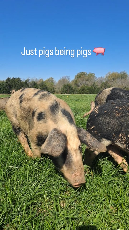 Just pigs being pigs 🐖
Mud bath....check!
Endless green pasture buffet...check!
Freedom to root, wallow, and roam...check!
These fellows are living the dream.
Meanwhile, they're rocking regenerative agriculture like pros. Tilling the soil, adding fertilizer (thanks, friends, that stuff is expensive!) And turning sunshine + grass into some of the best pork you'll ever taste.
Raised on pasture. No shortcuts. Just happier pigs on healthier land.
Eat like it matters (cause it does)
#NorthTexasFarm
#PasturedPork
#FarmToTableTX
#EatLocalTexas
#RealFoodMovement