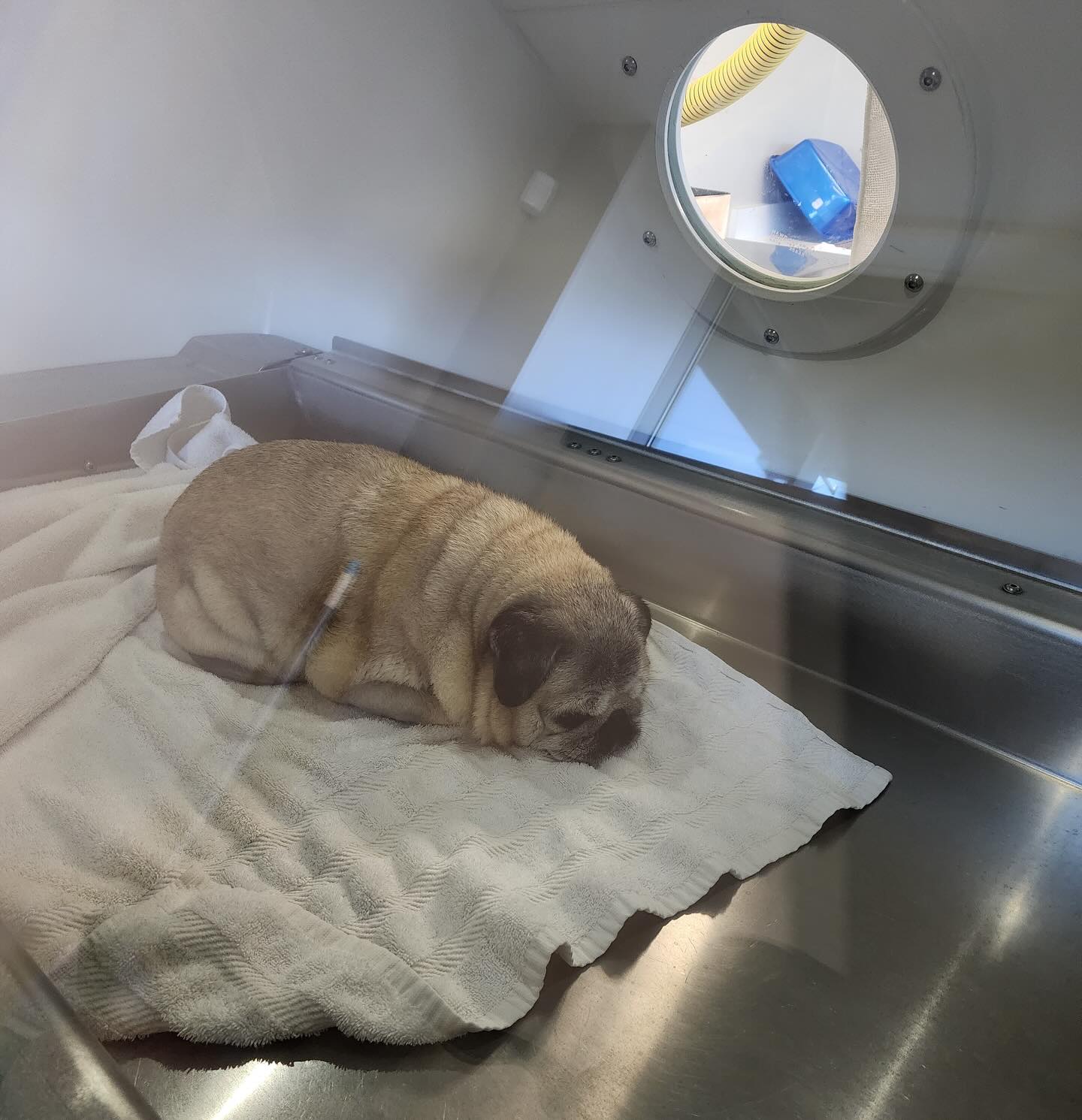 Sima looking like a little loaf in HBOT. 🍞❤️🐾